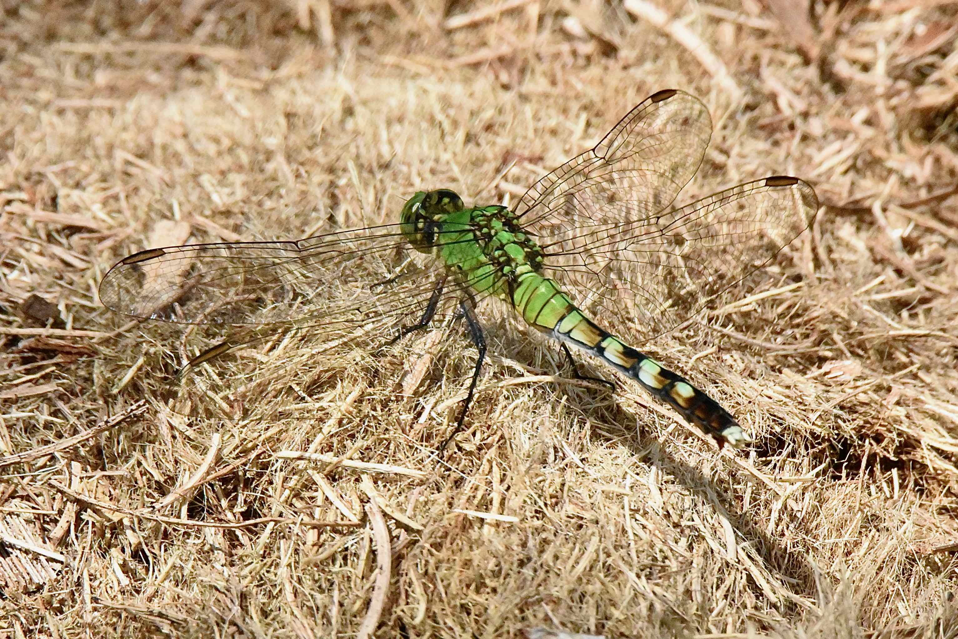 Eastern Pondhawk Dragonfly