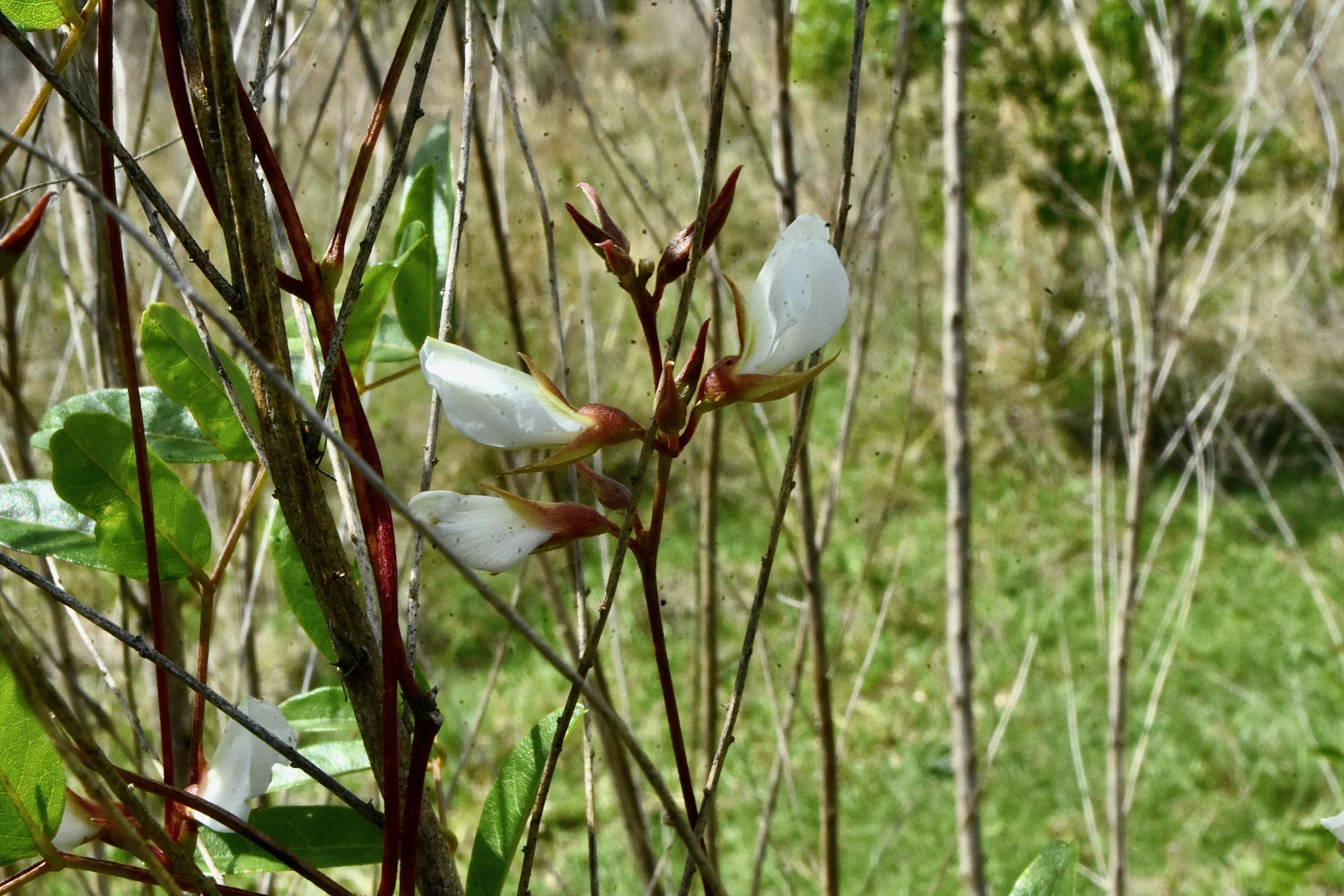 Elliot's Milkpea