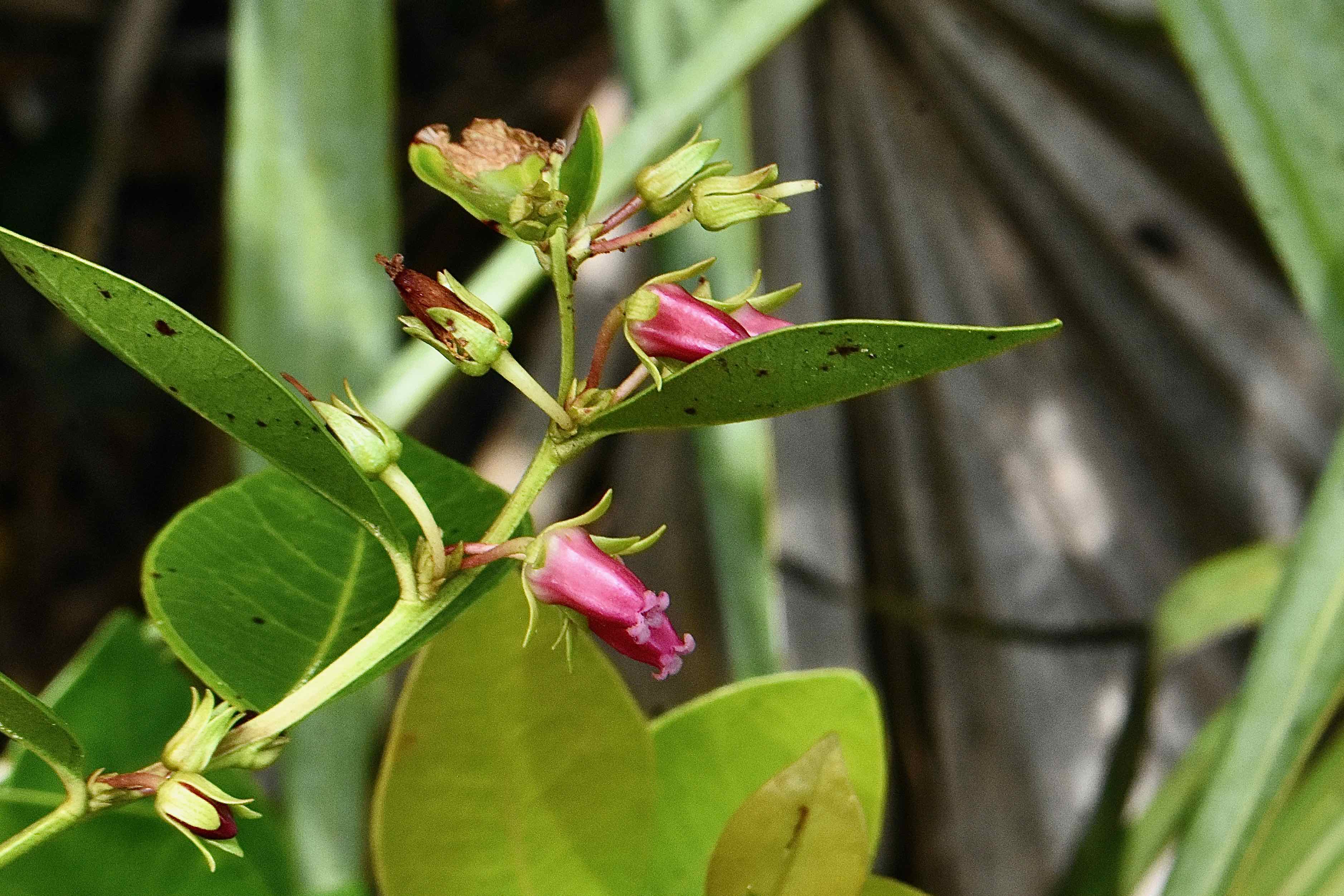 Fetterbush