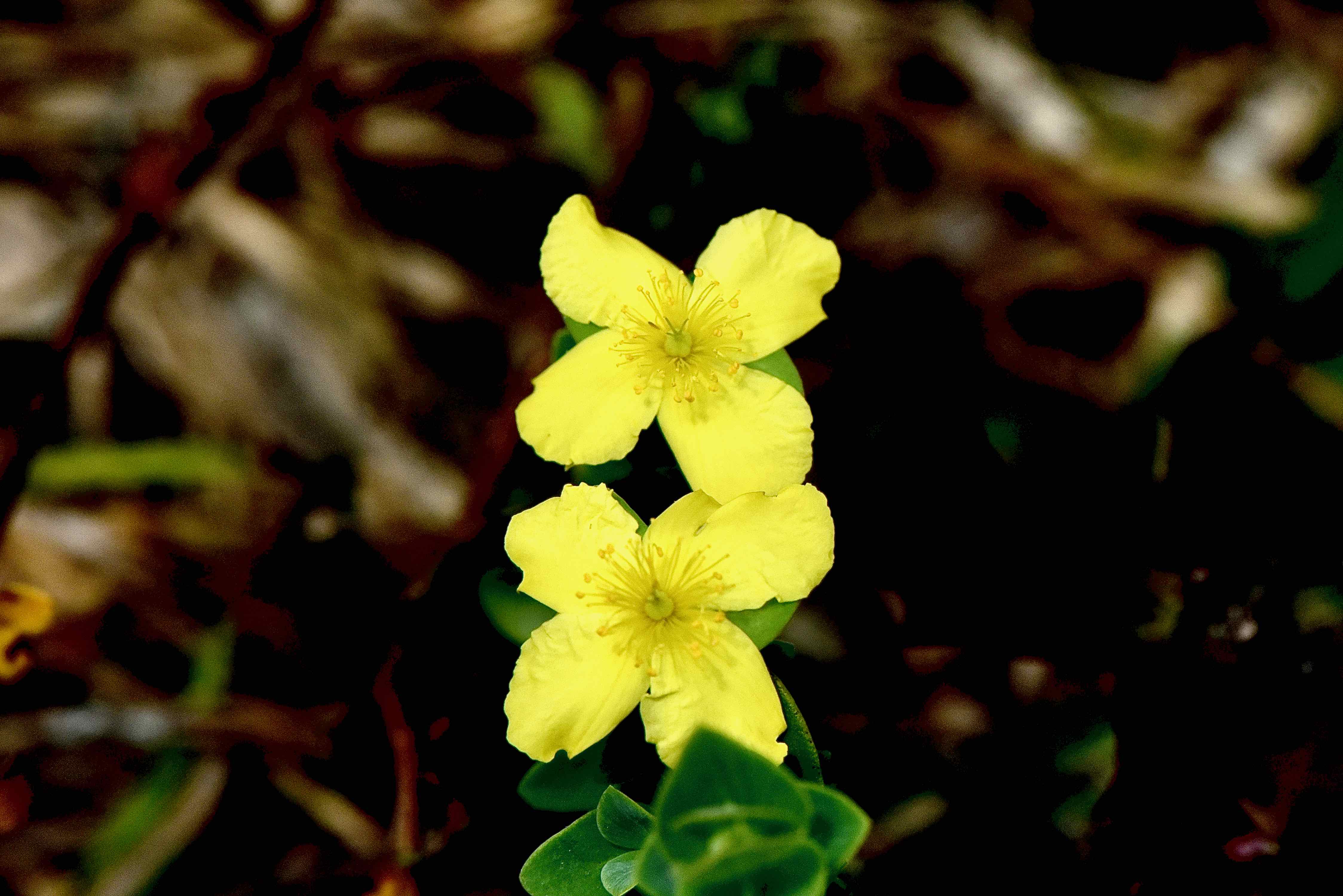 Four-Petal St. Johns Wort