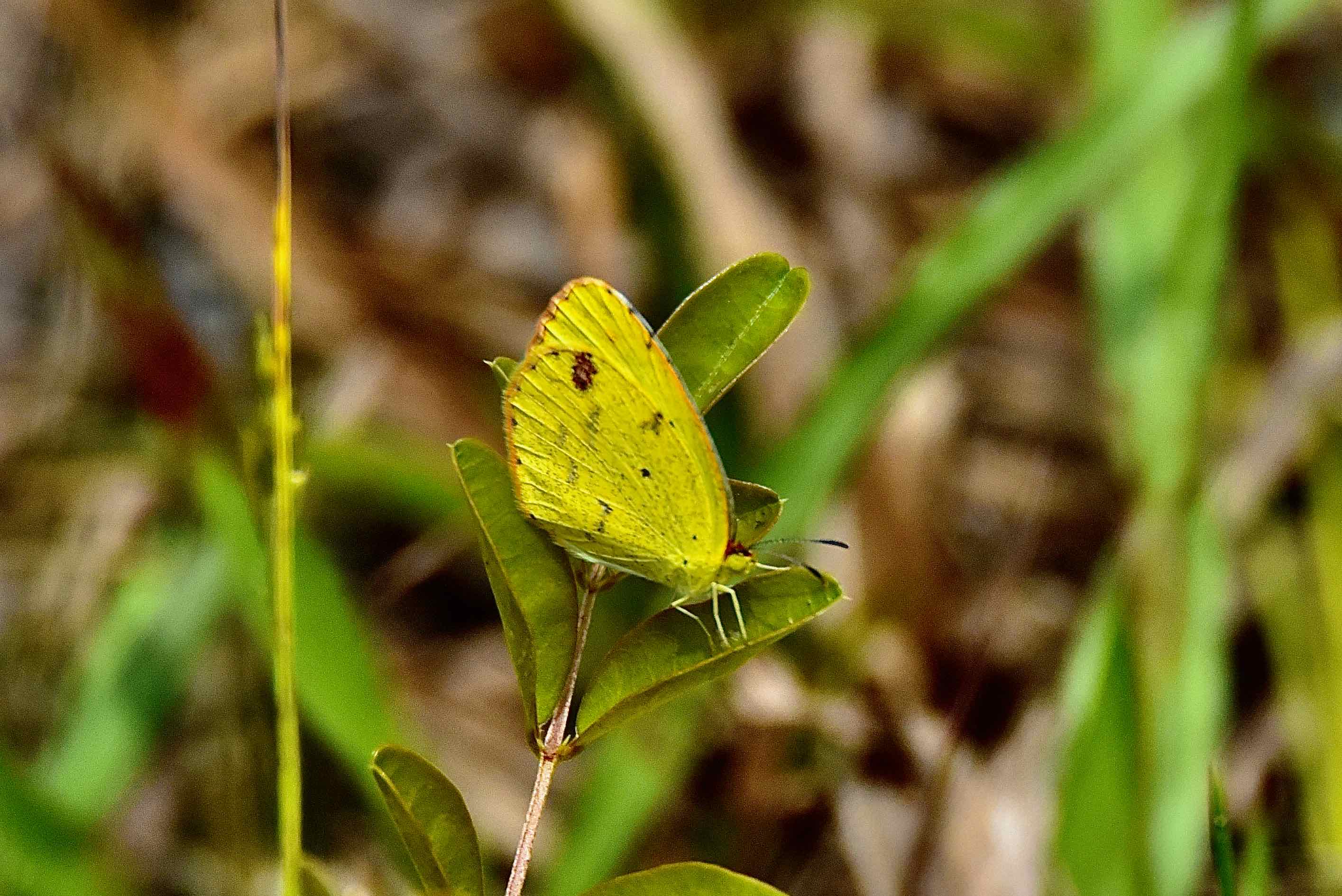 little yellow butterfly