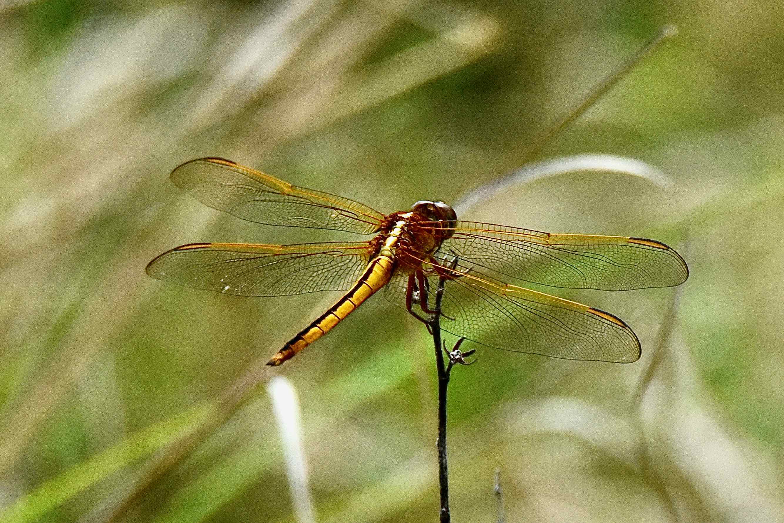 Needham's Skimmer