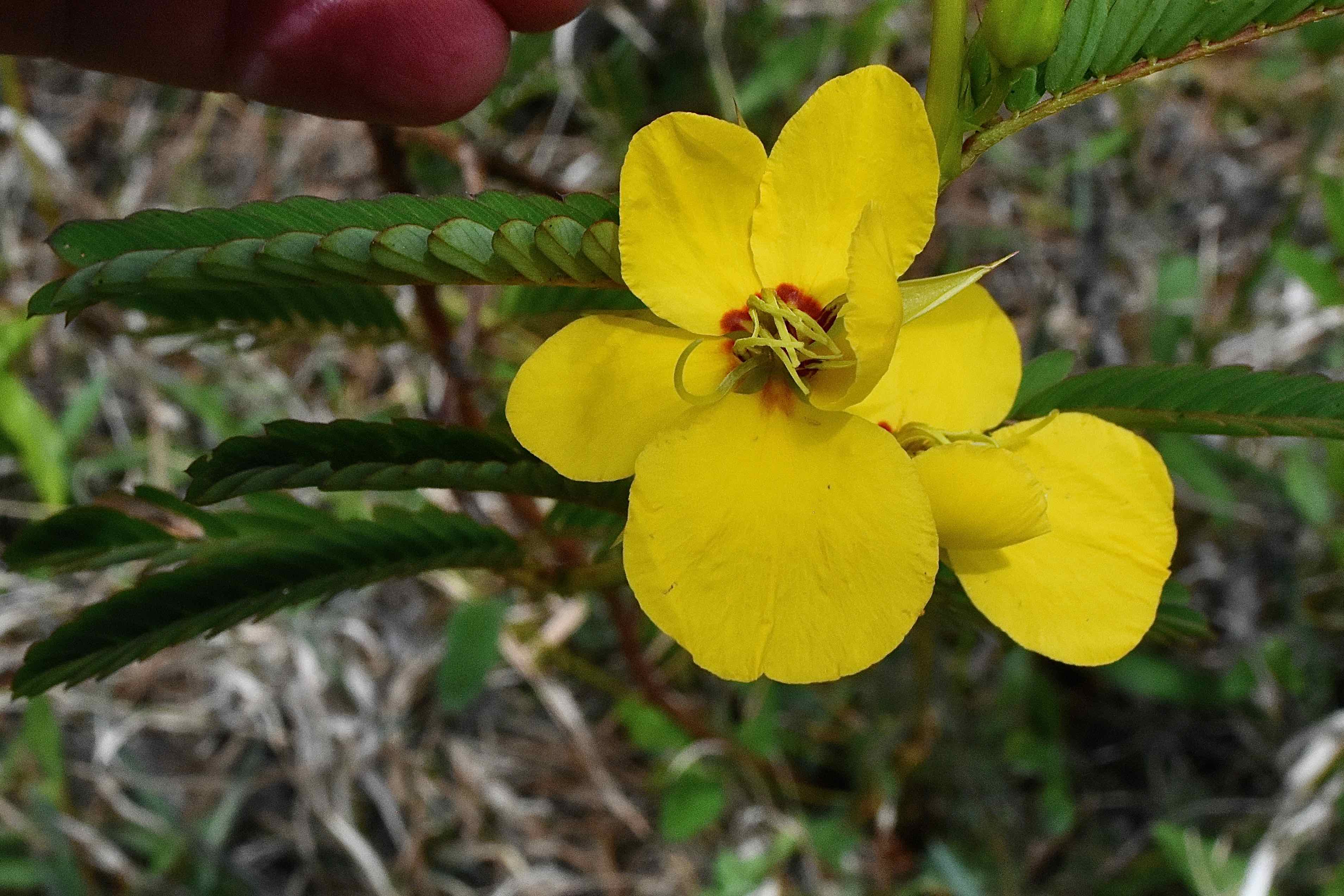 partridge pea