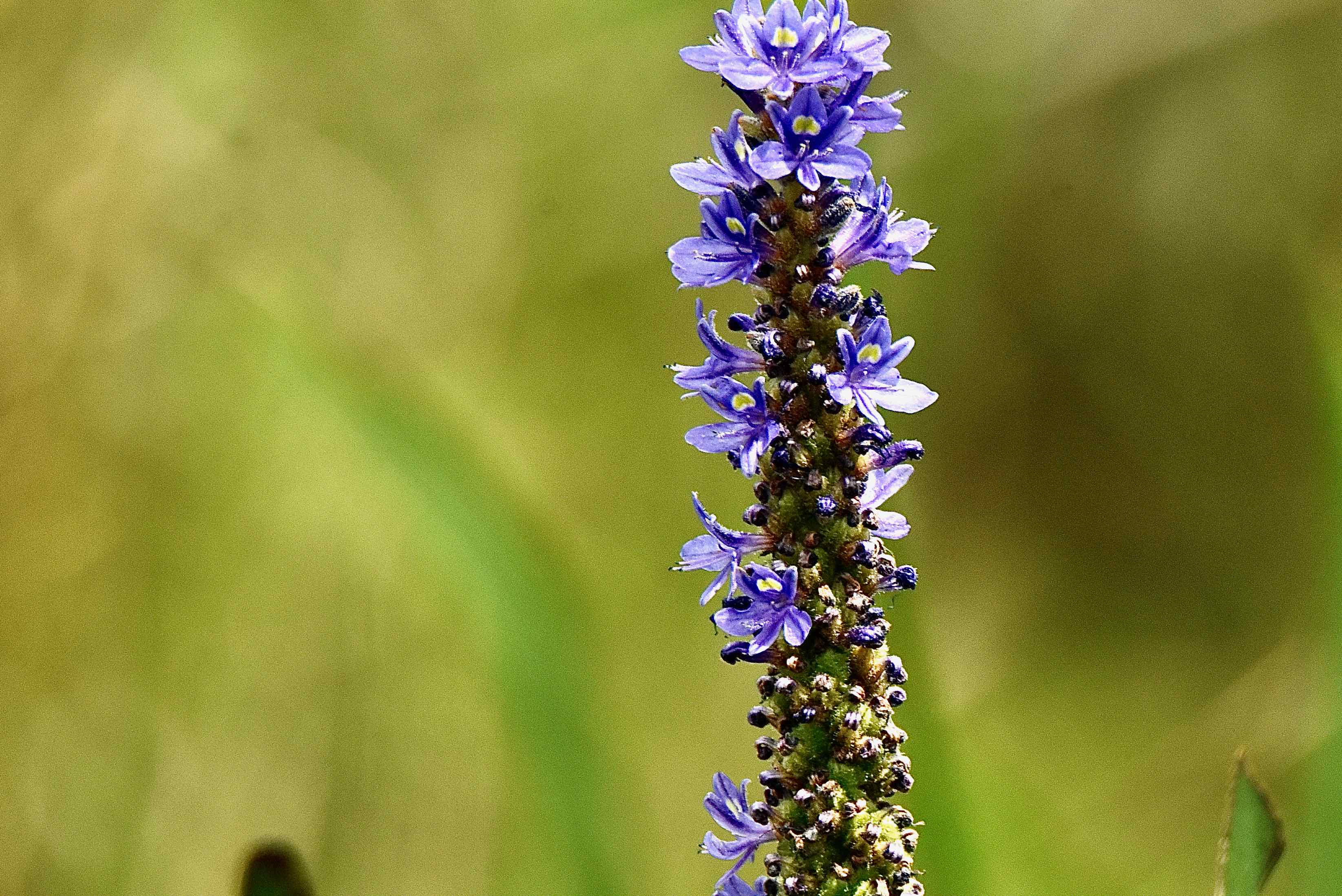 Pickerelweed