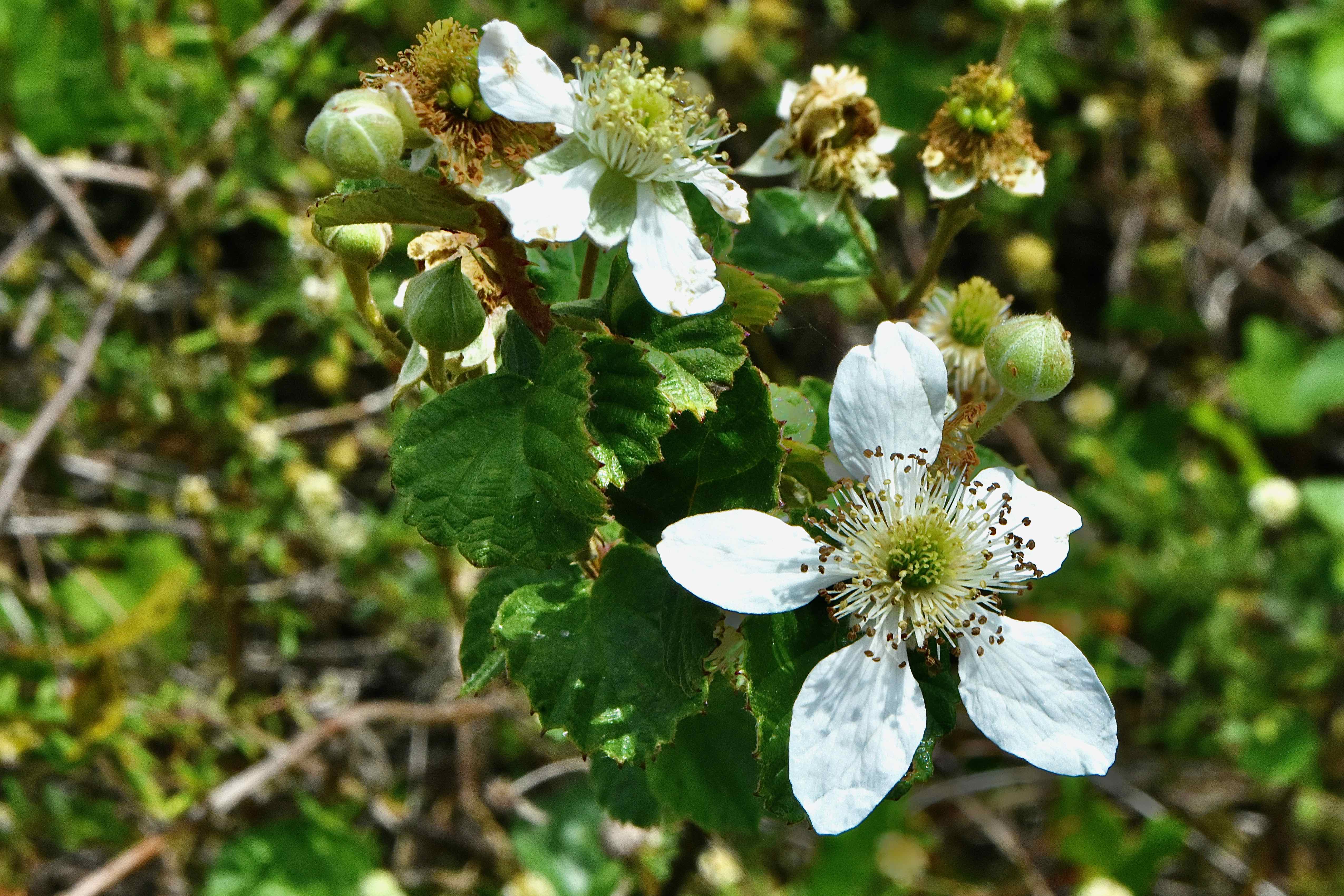 Sand Blackberry