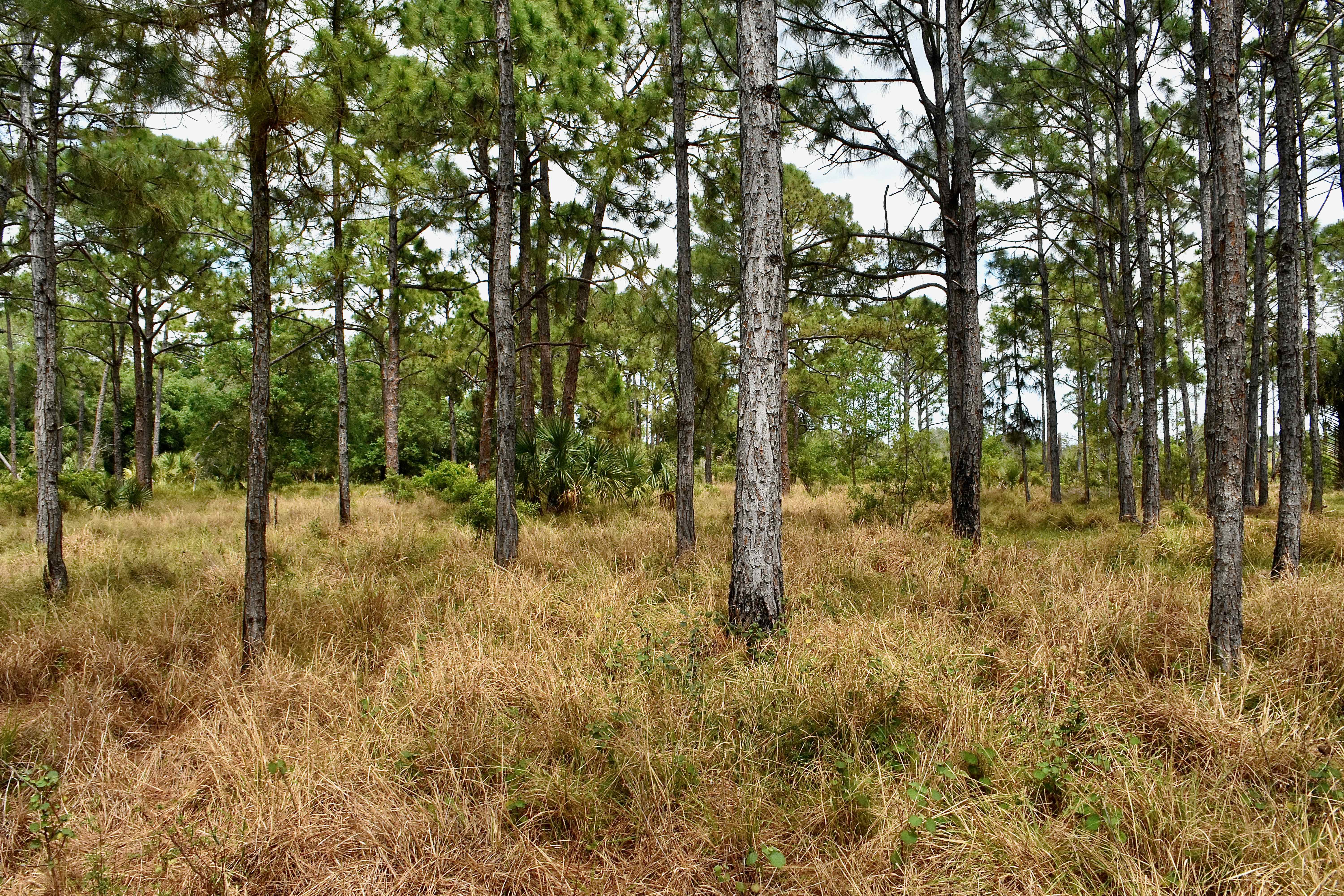 pine flatwoods