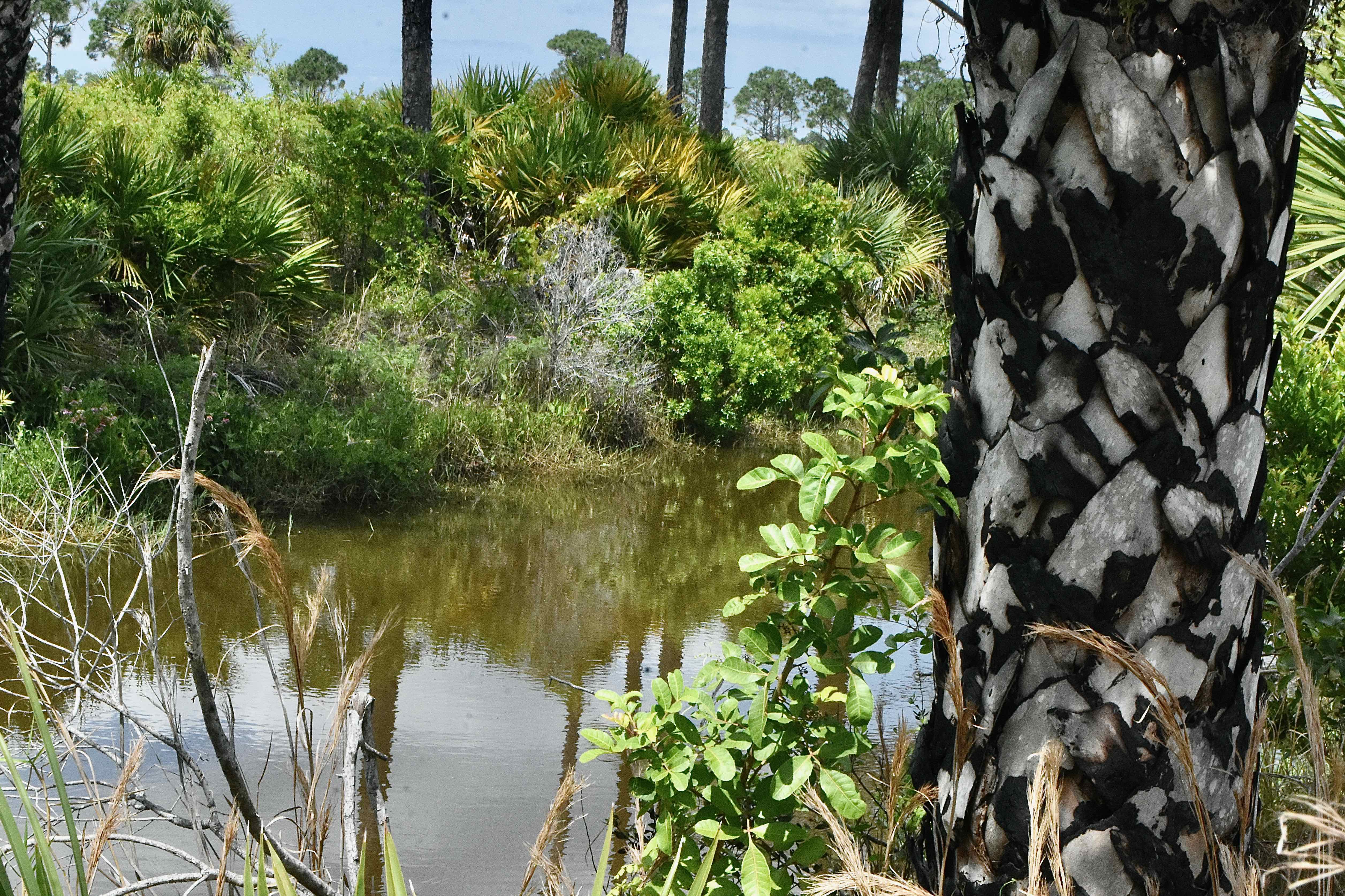 canal and charred palm