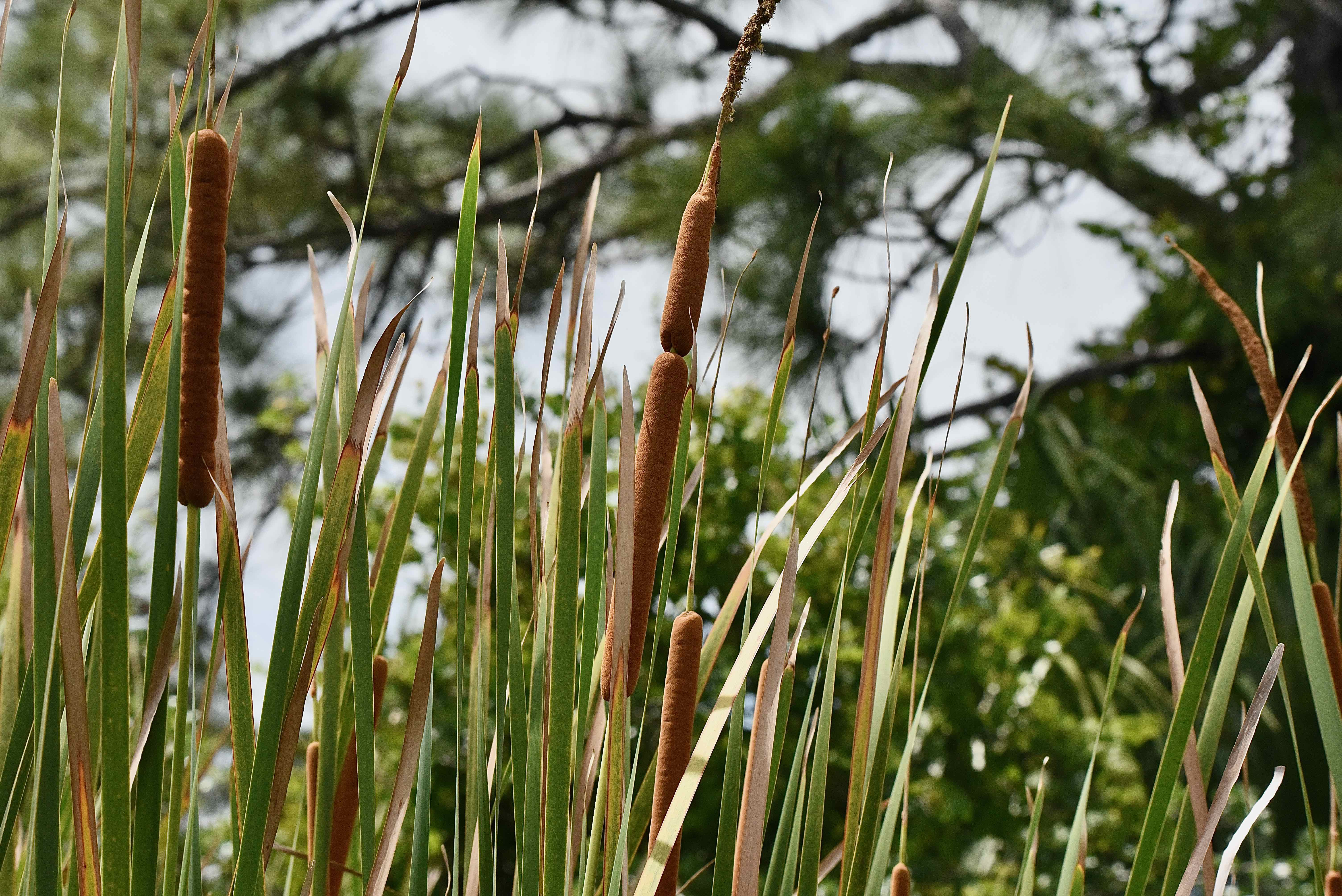 Southern Cattails