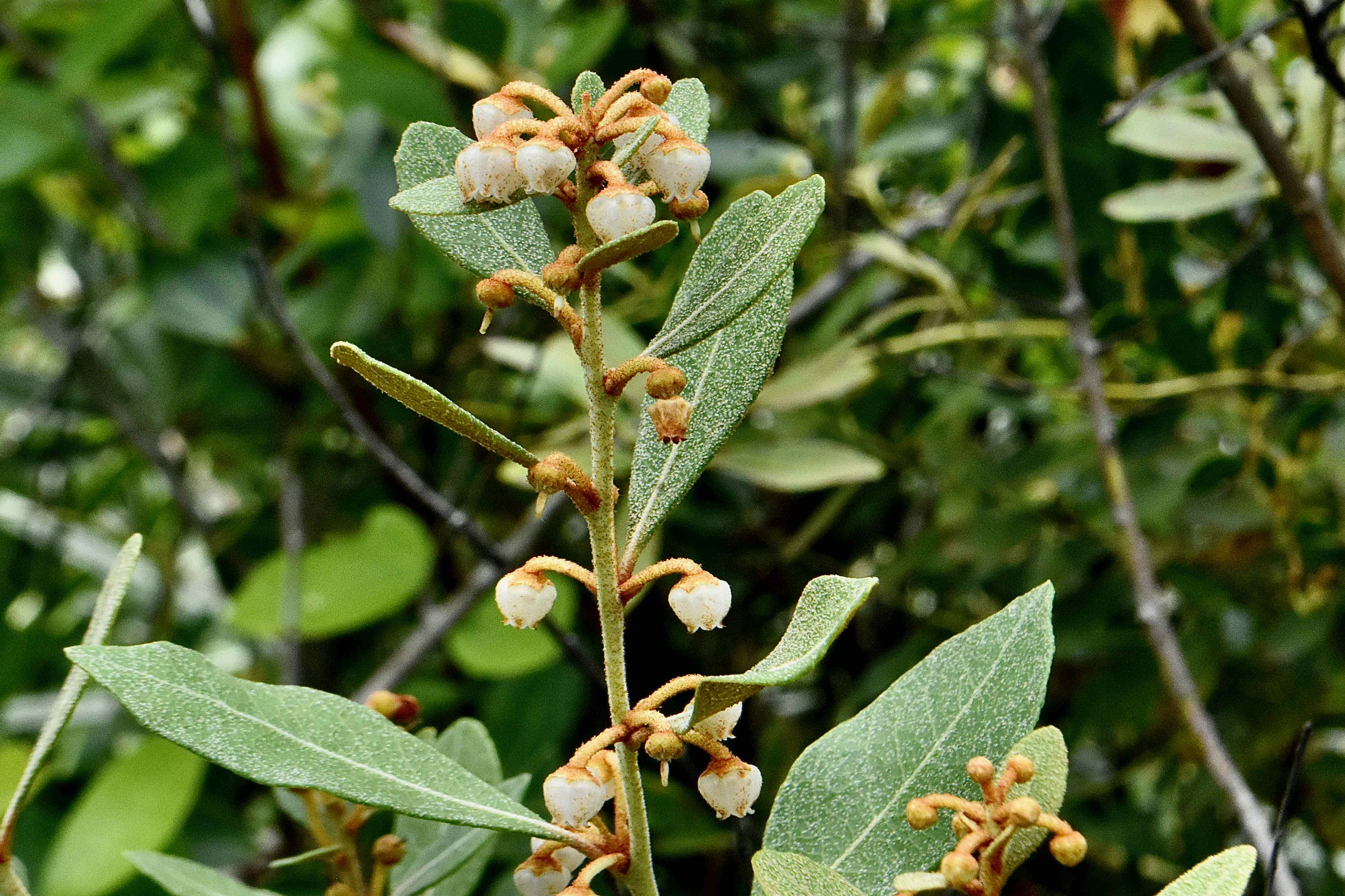 Coastalplain Staggerbush