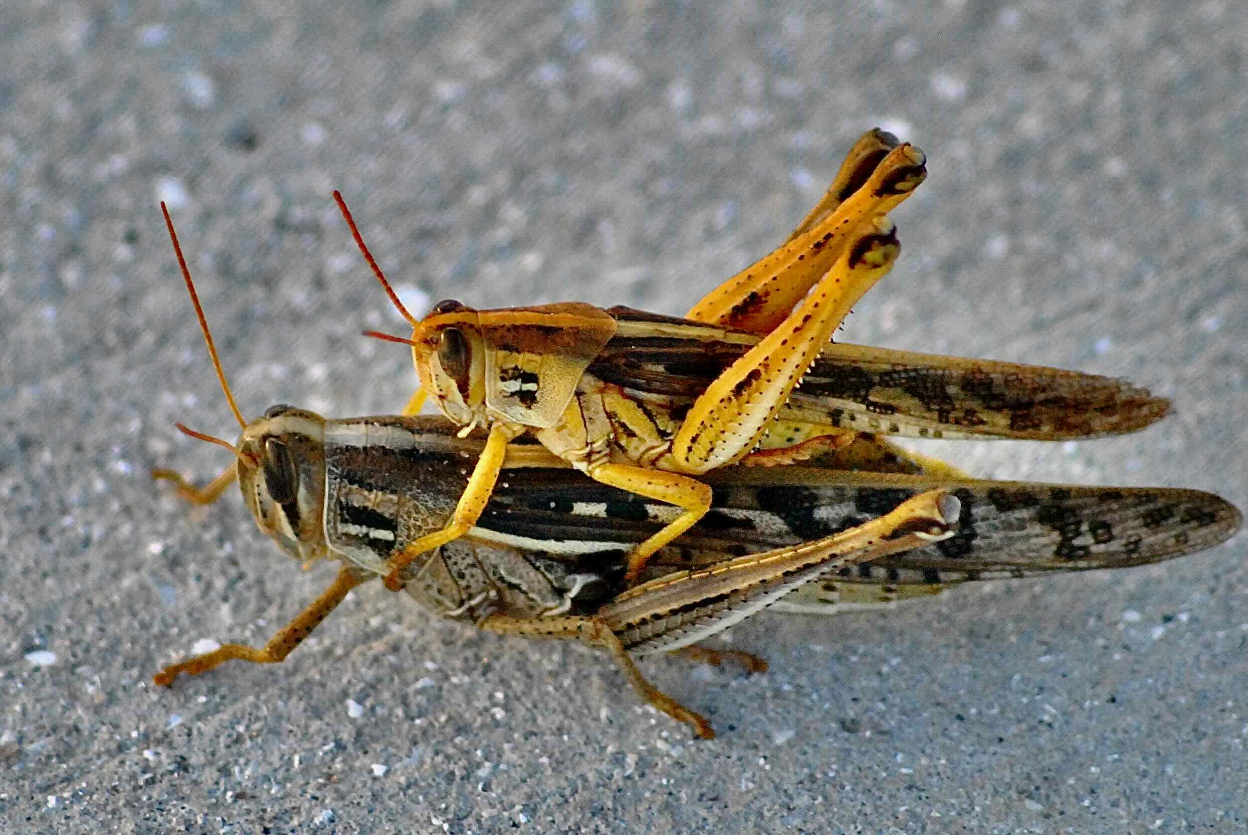 two american bird grasshoppers