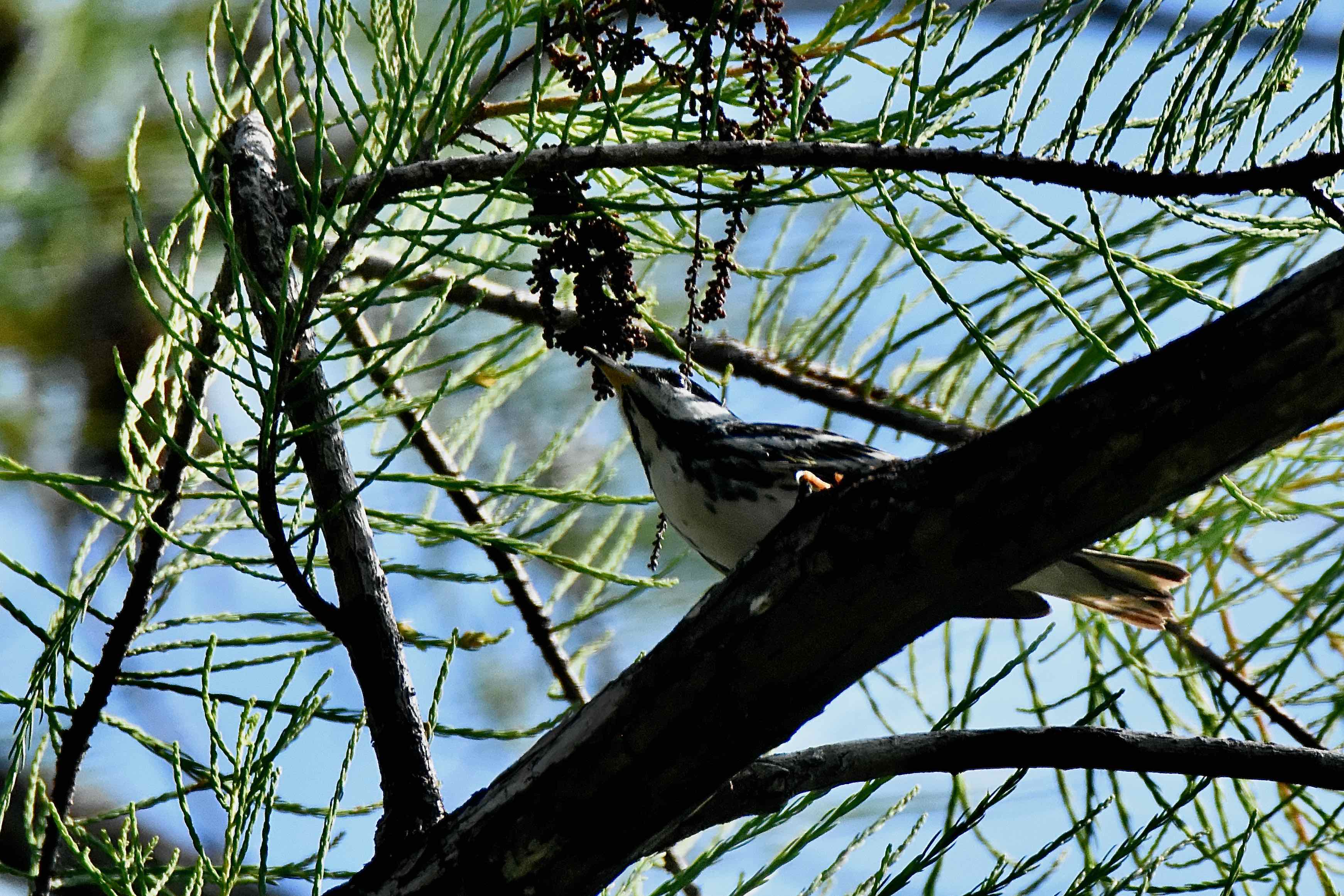 black poll warbler