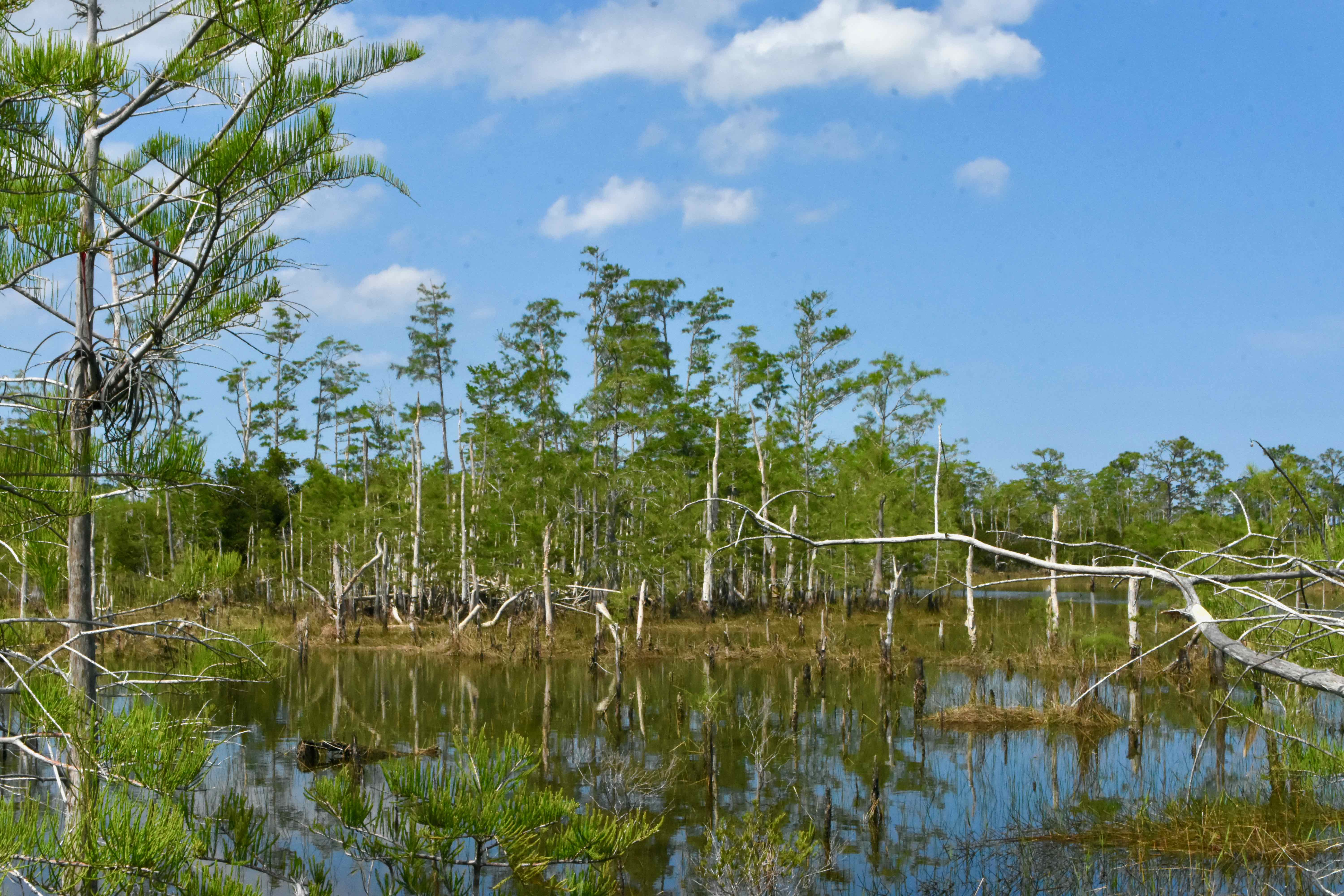 cypress swamp