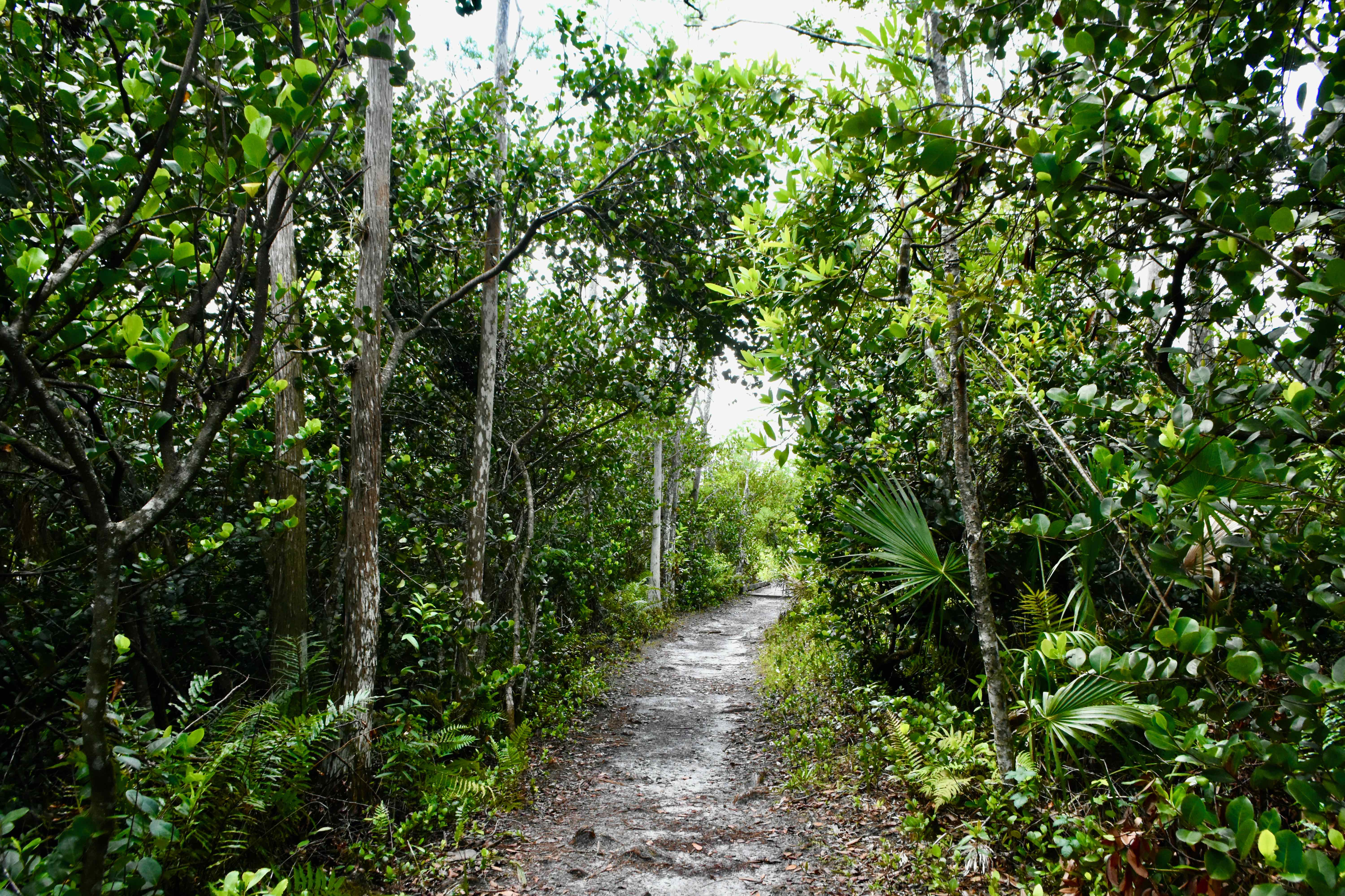 dry trail