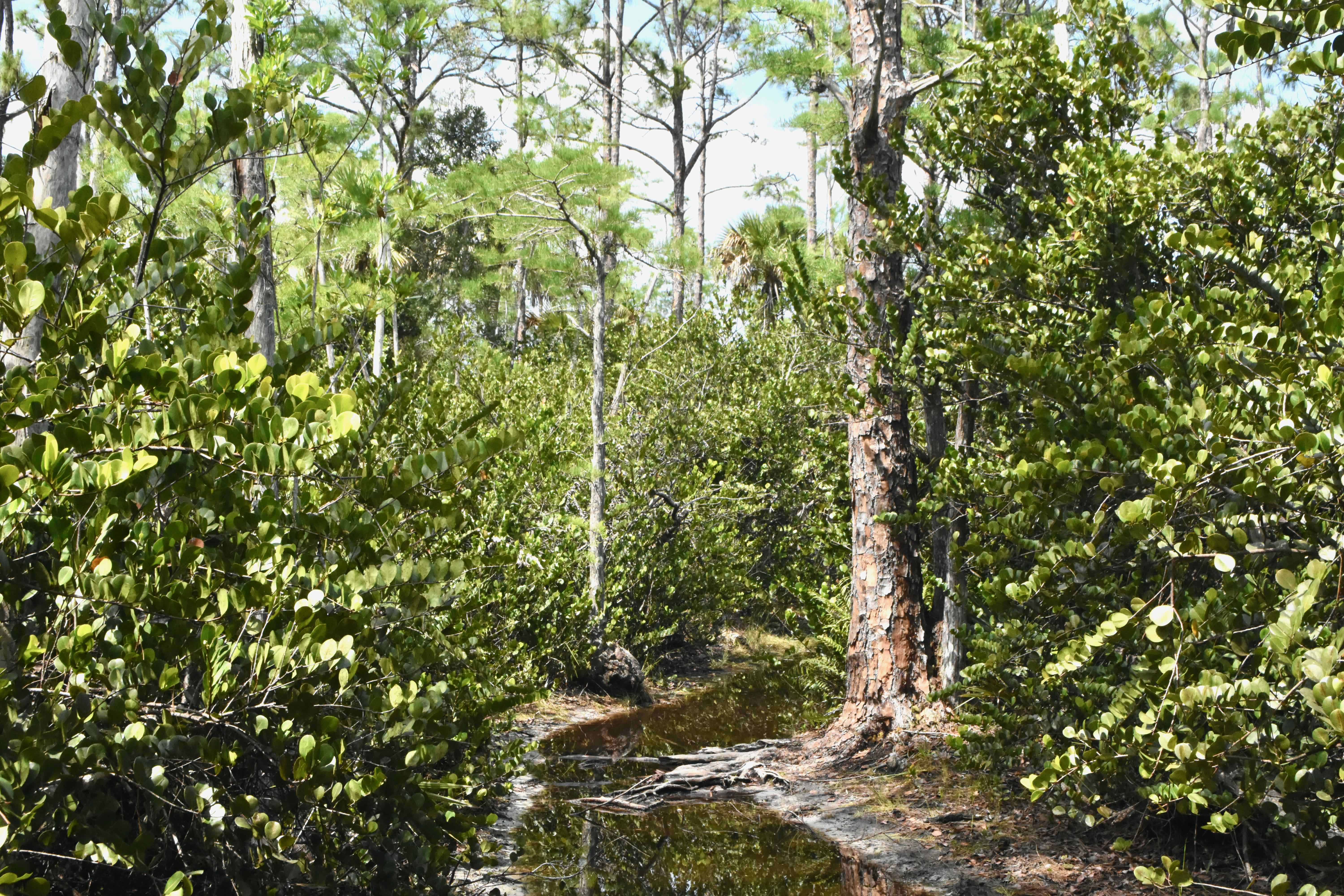 water on trail