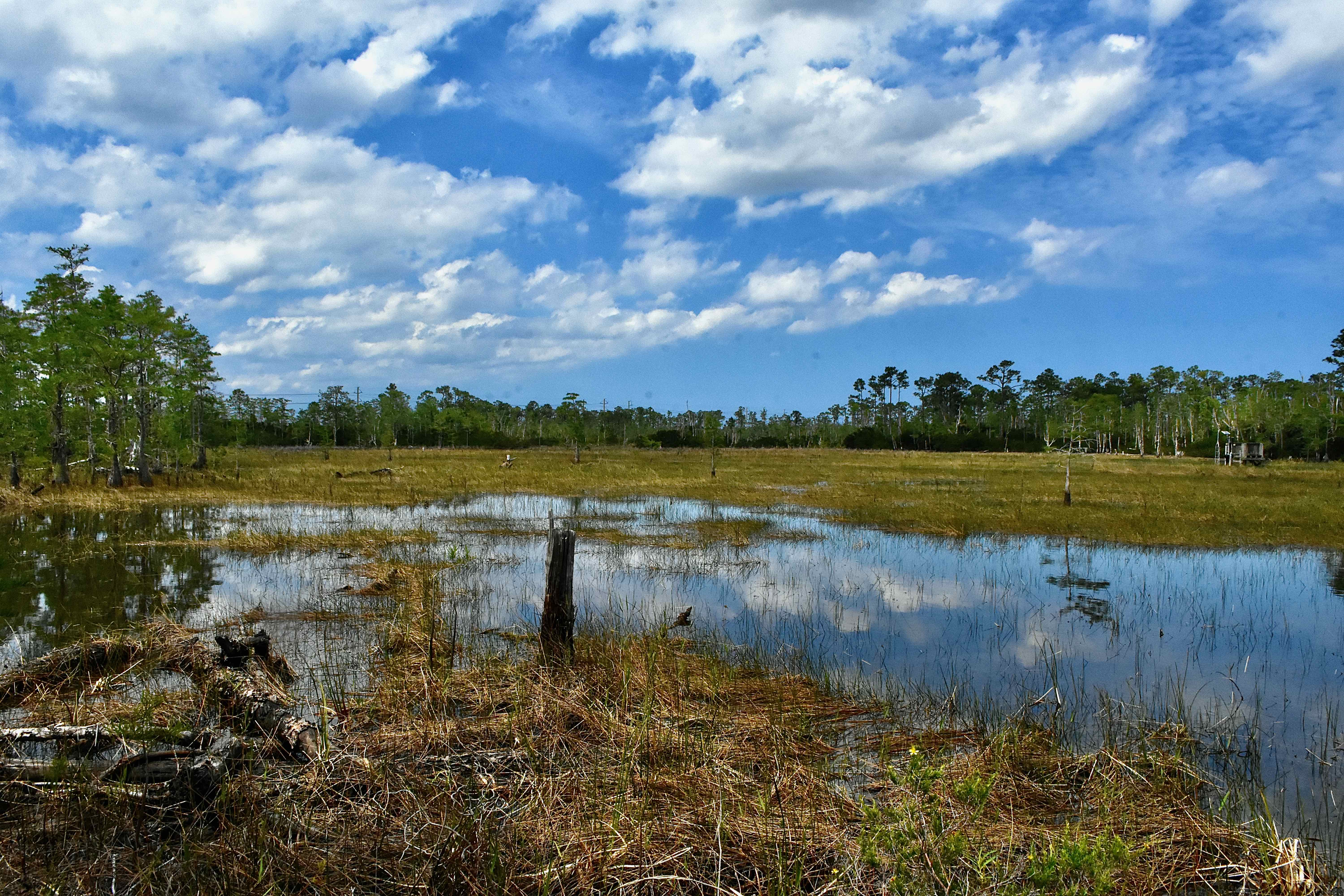 marsh
