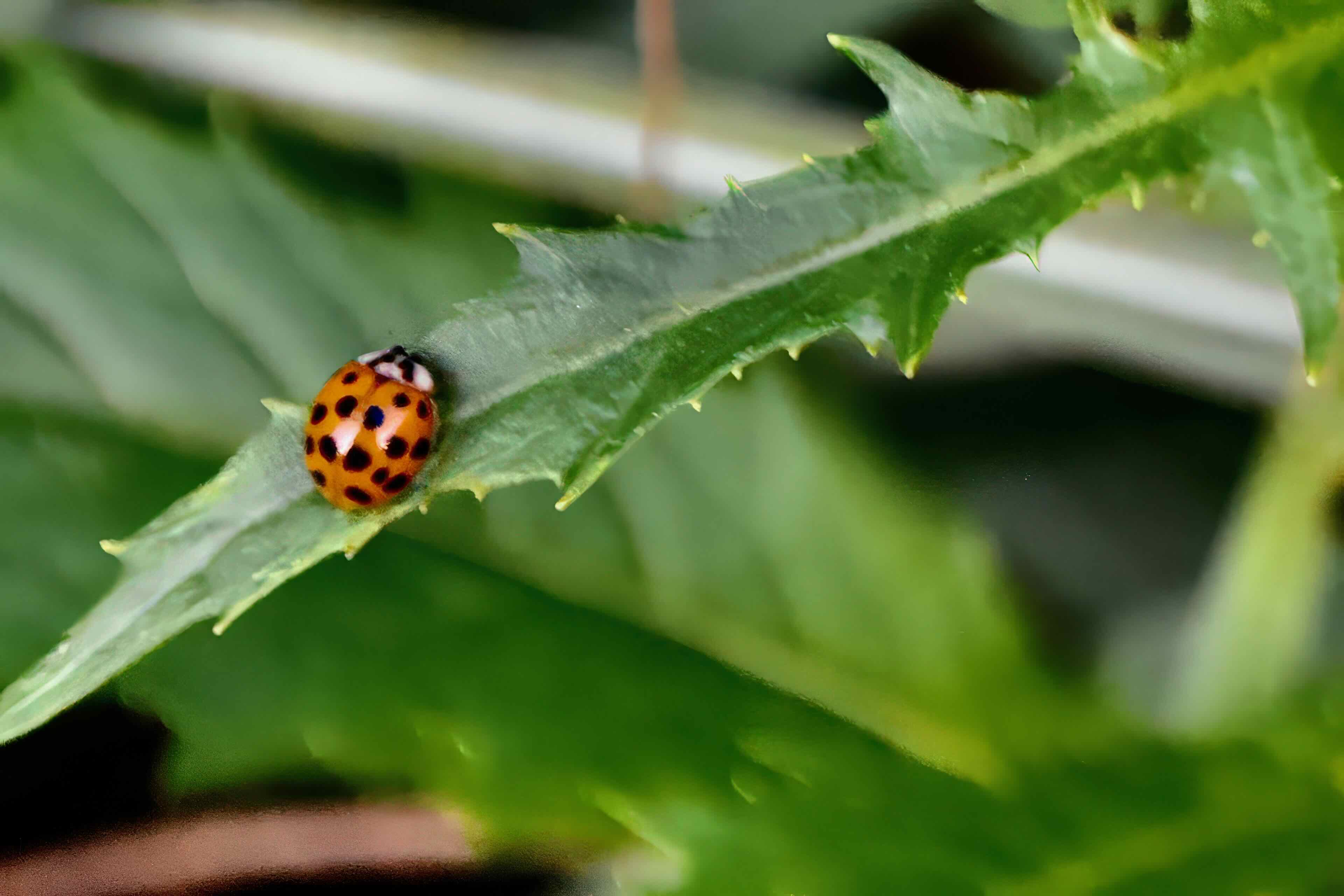 asian lady beetle