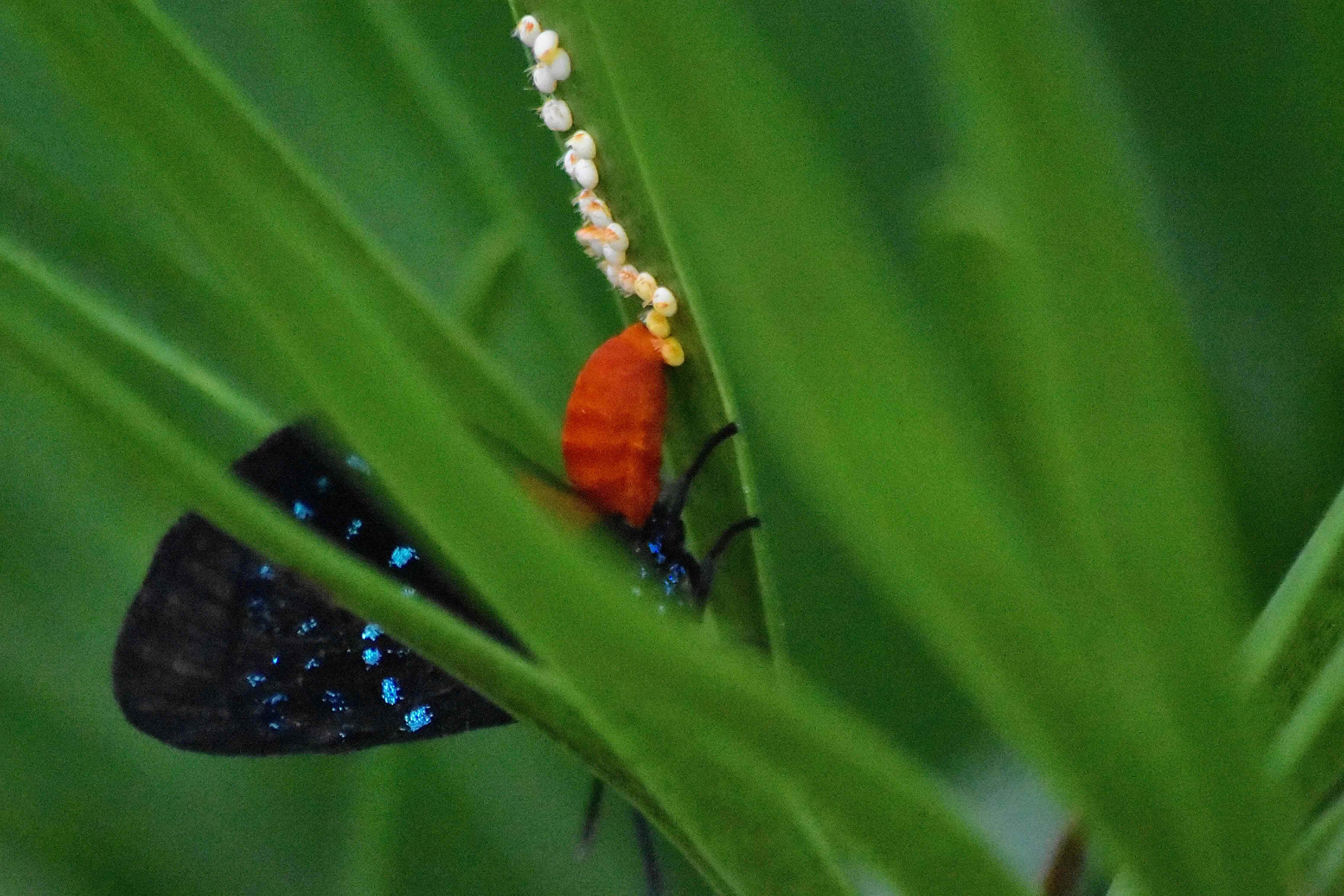 atala laying eggs