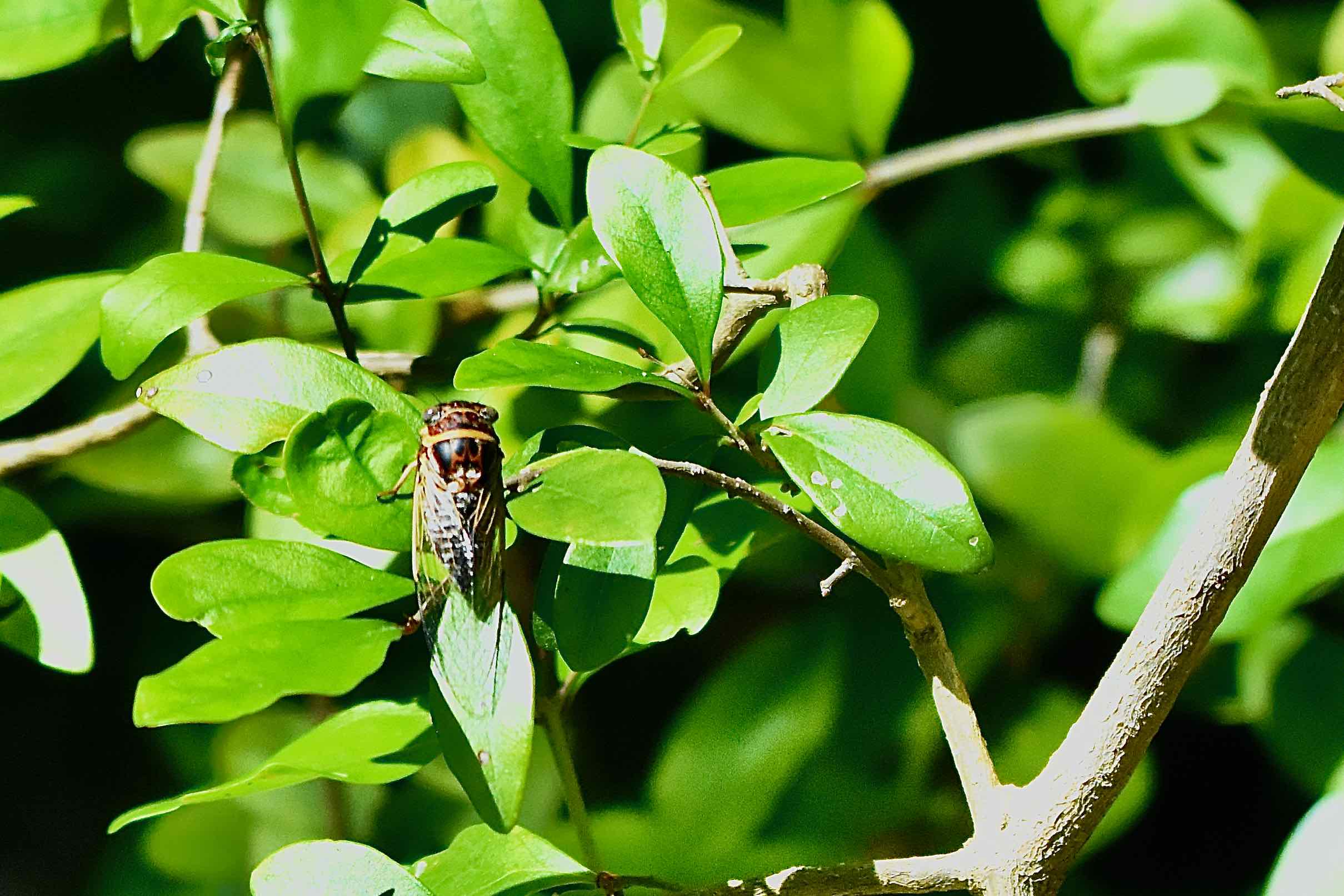 Atlantic saltmarsh cicada
