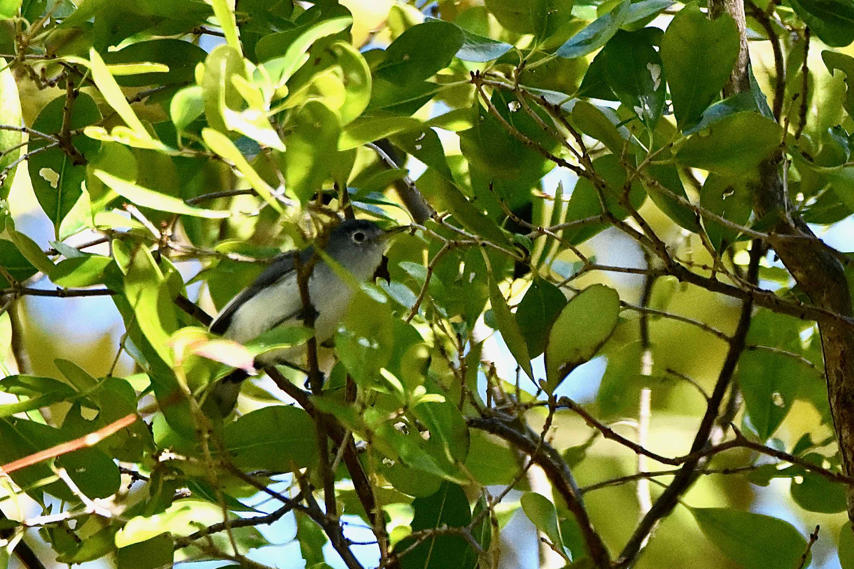 Blue-Gray Gnatcatcher