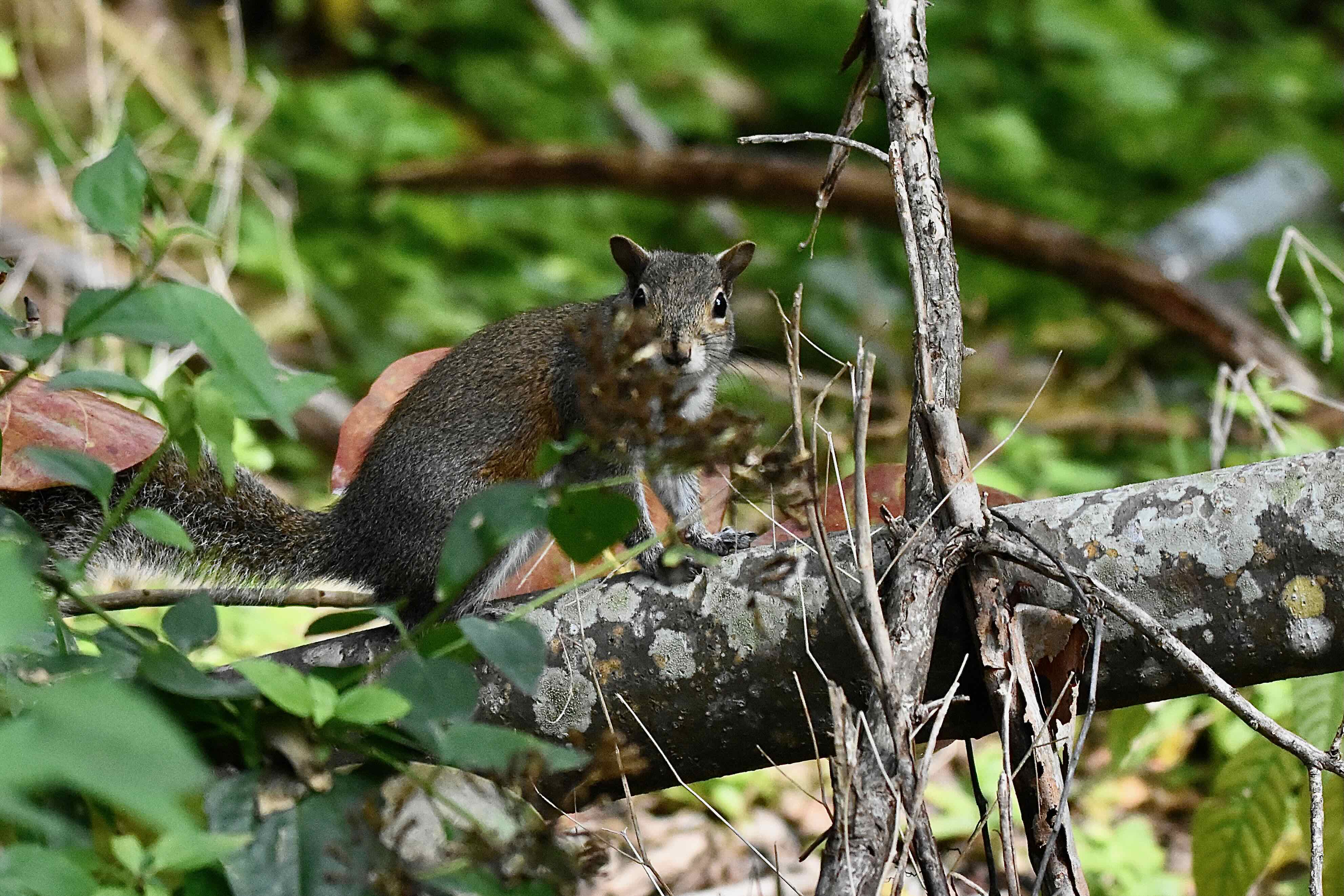 eastern gray squirrel