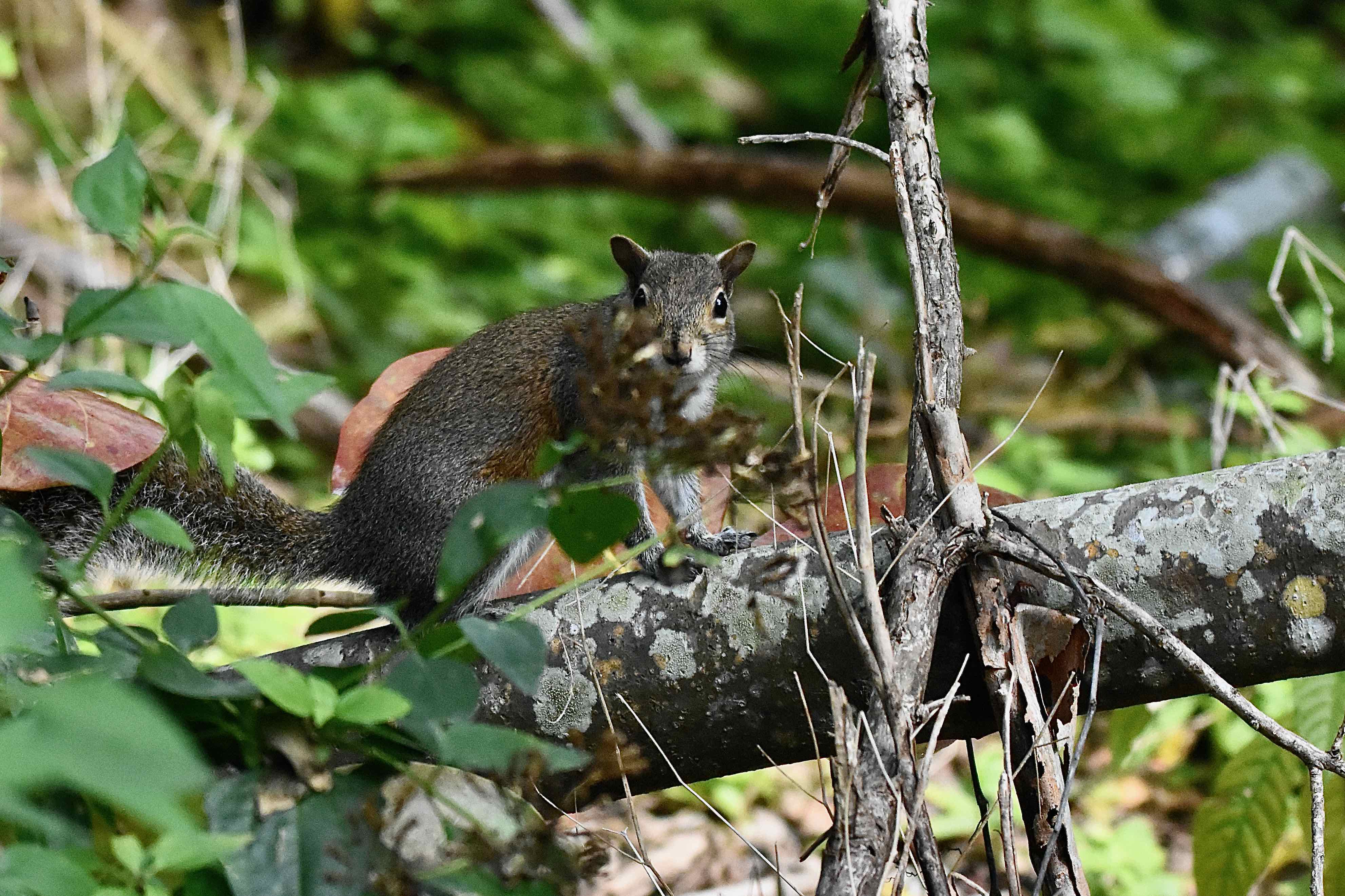Eastern Gray Squirrel
