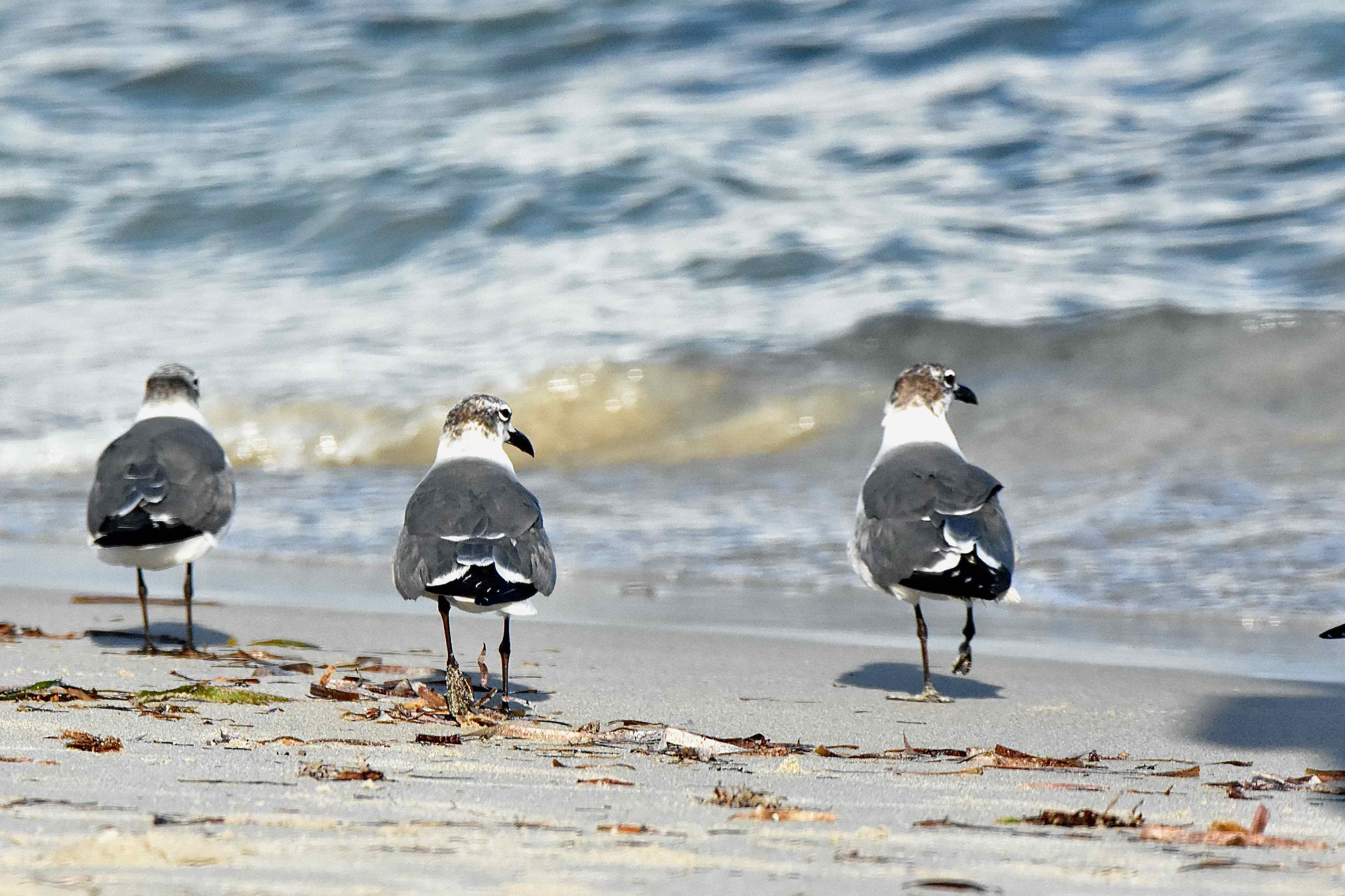 laughing gulls