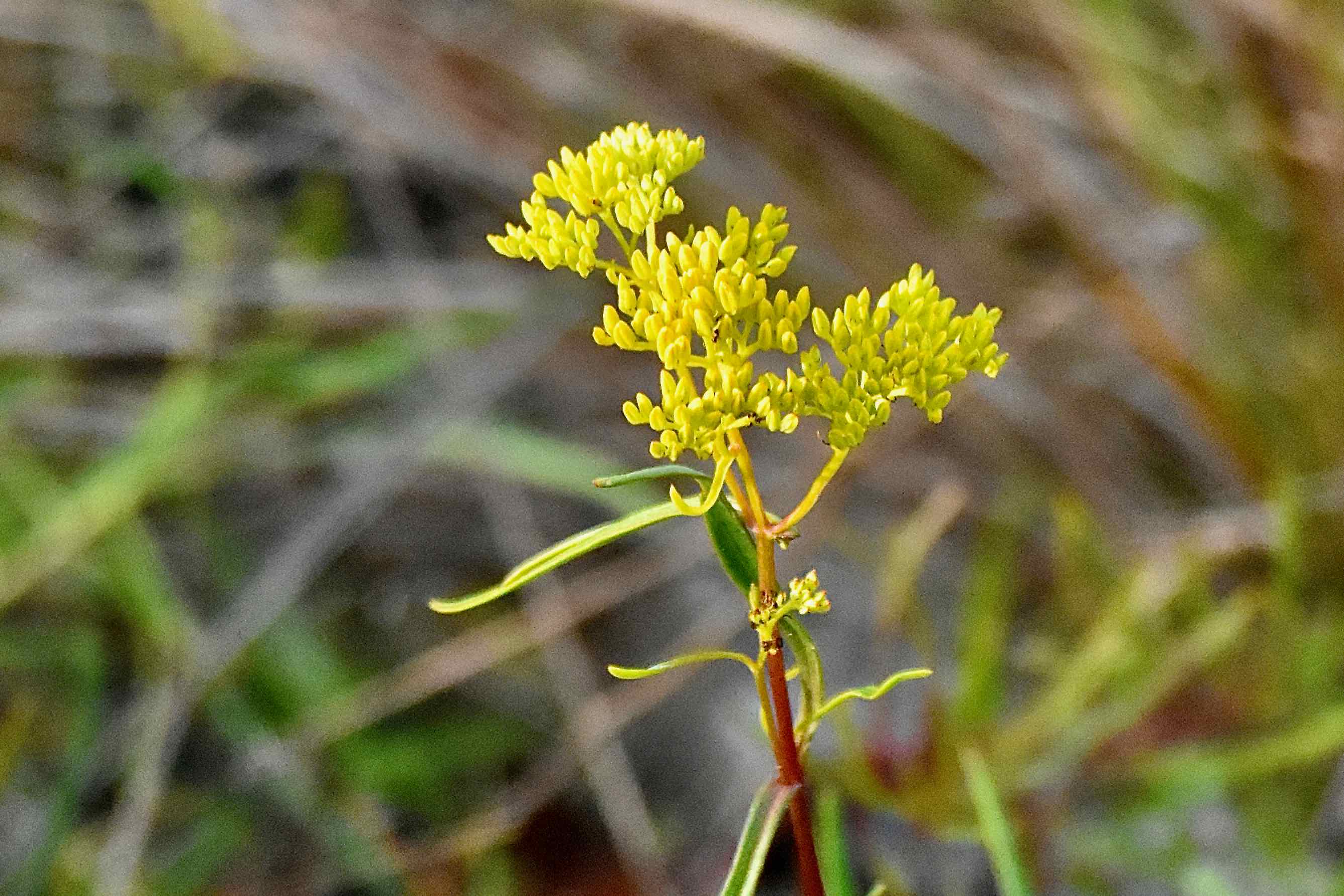 Narrowleaf Yellowtop
