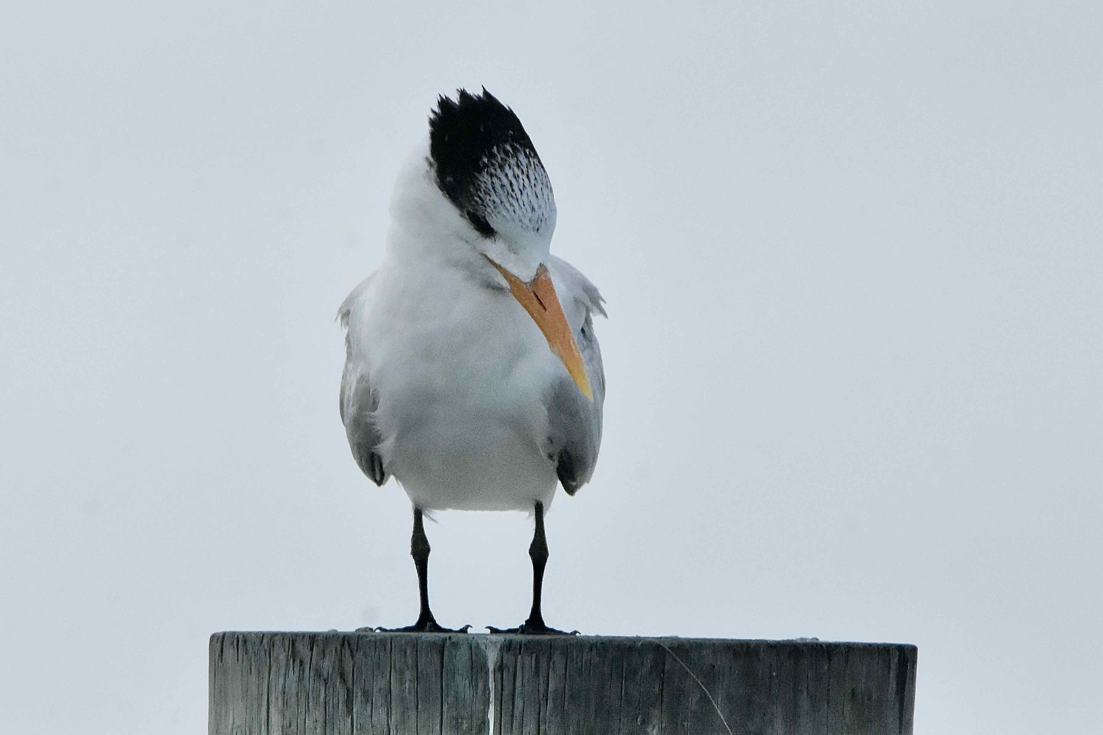 Royal Tern