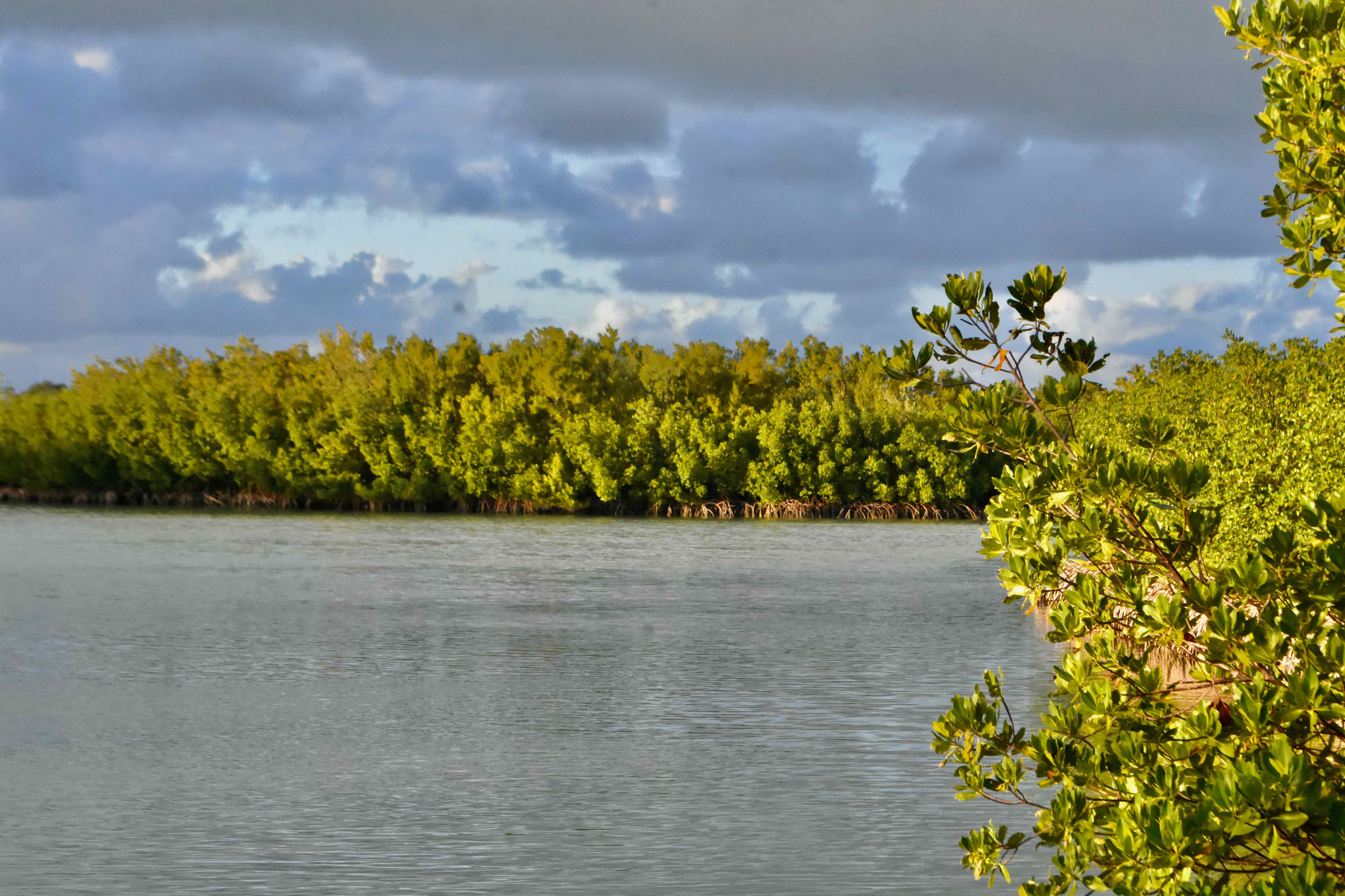 mangroves