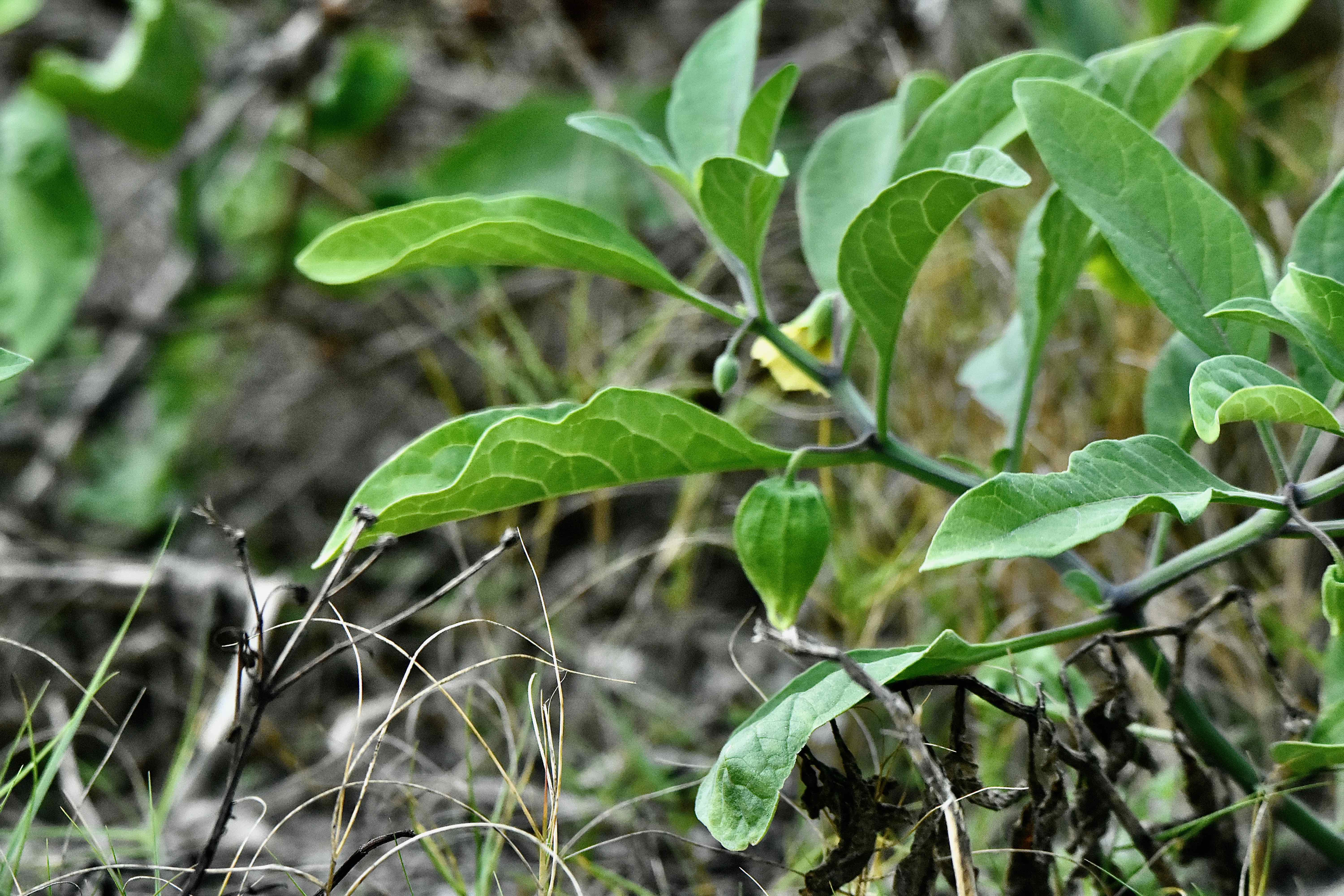 Walter's Groundcherry