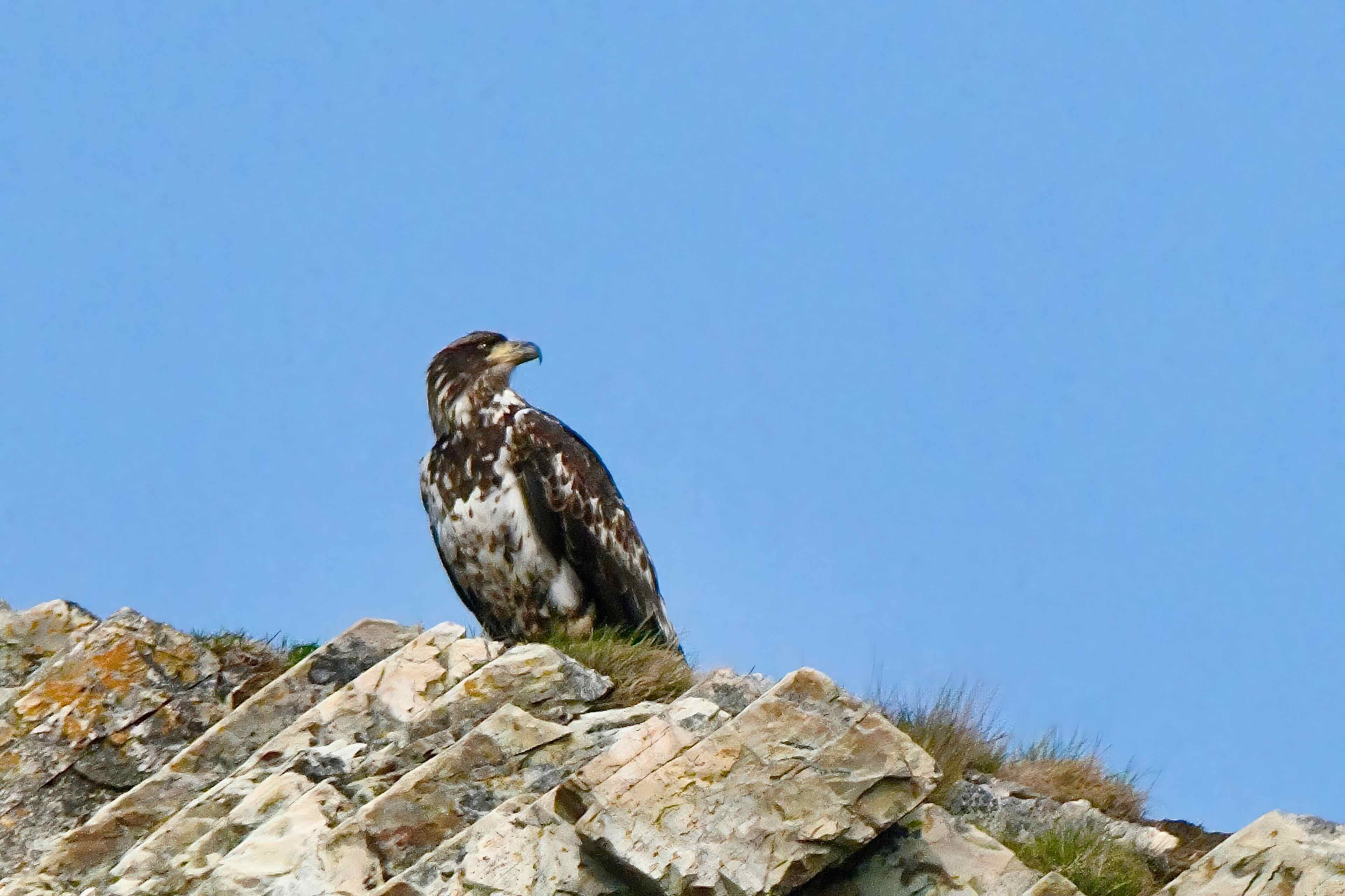 juvenile bald eagle