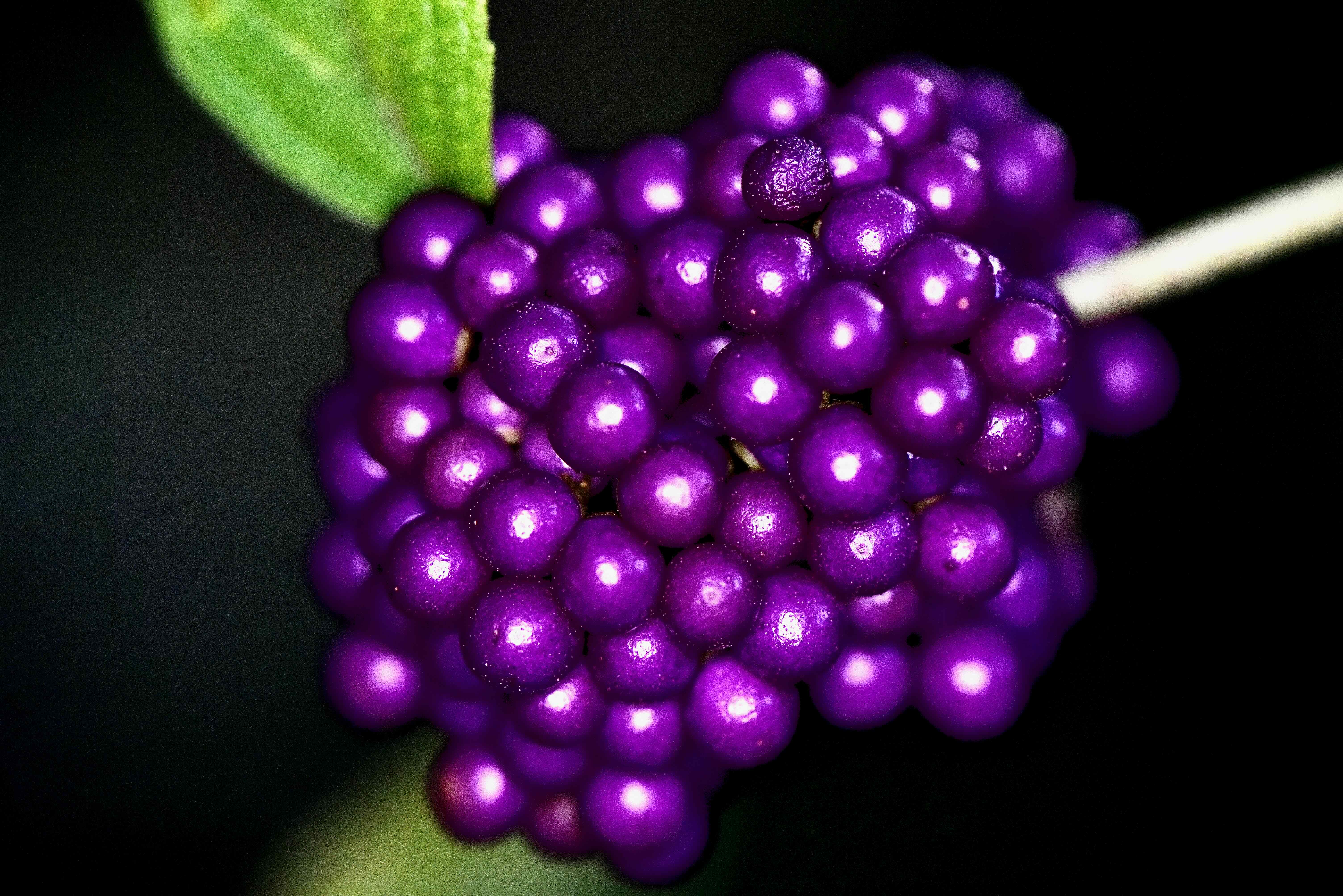 american beautyberry