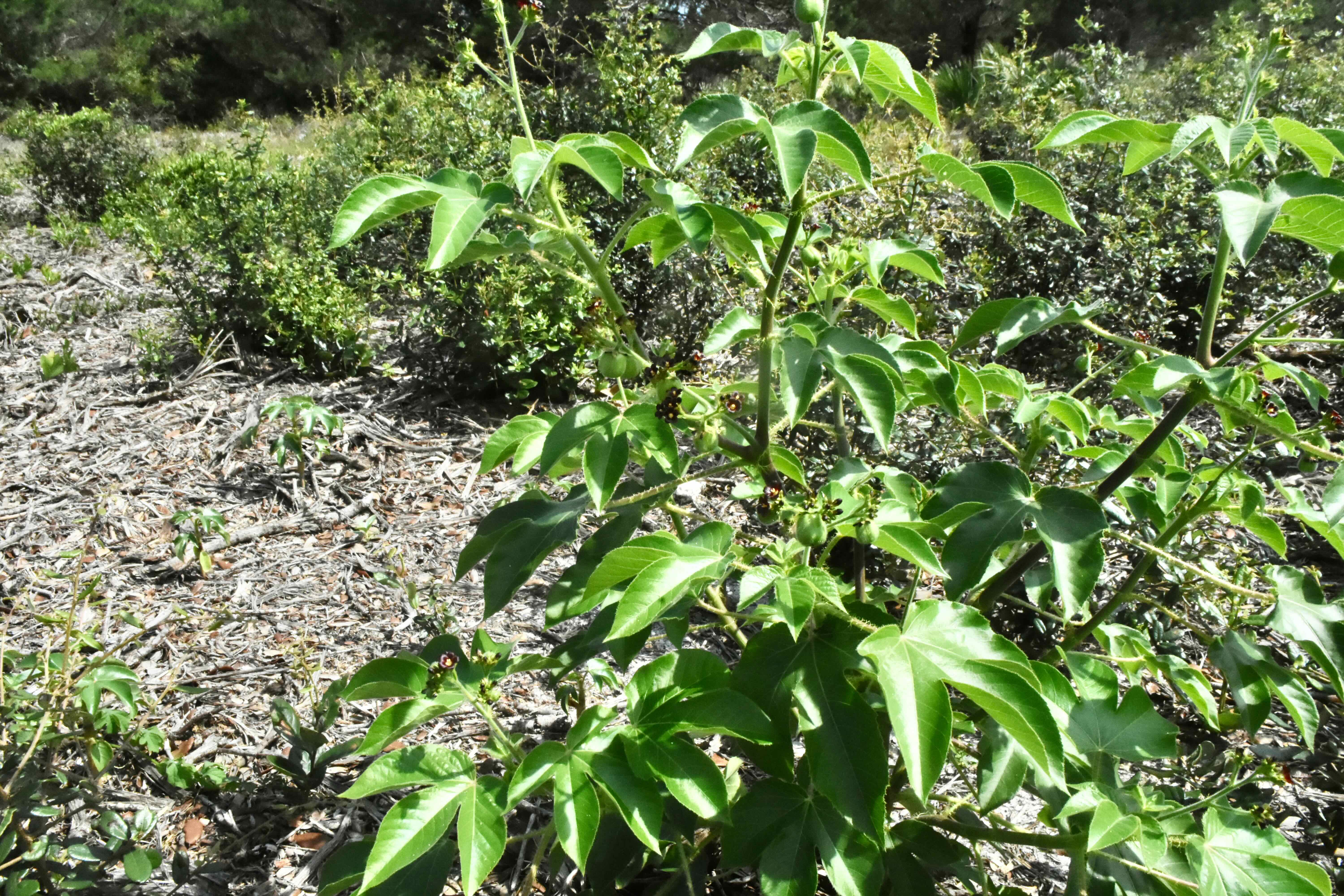 bellyache bush