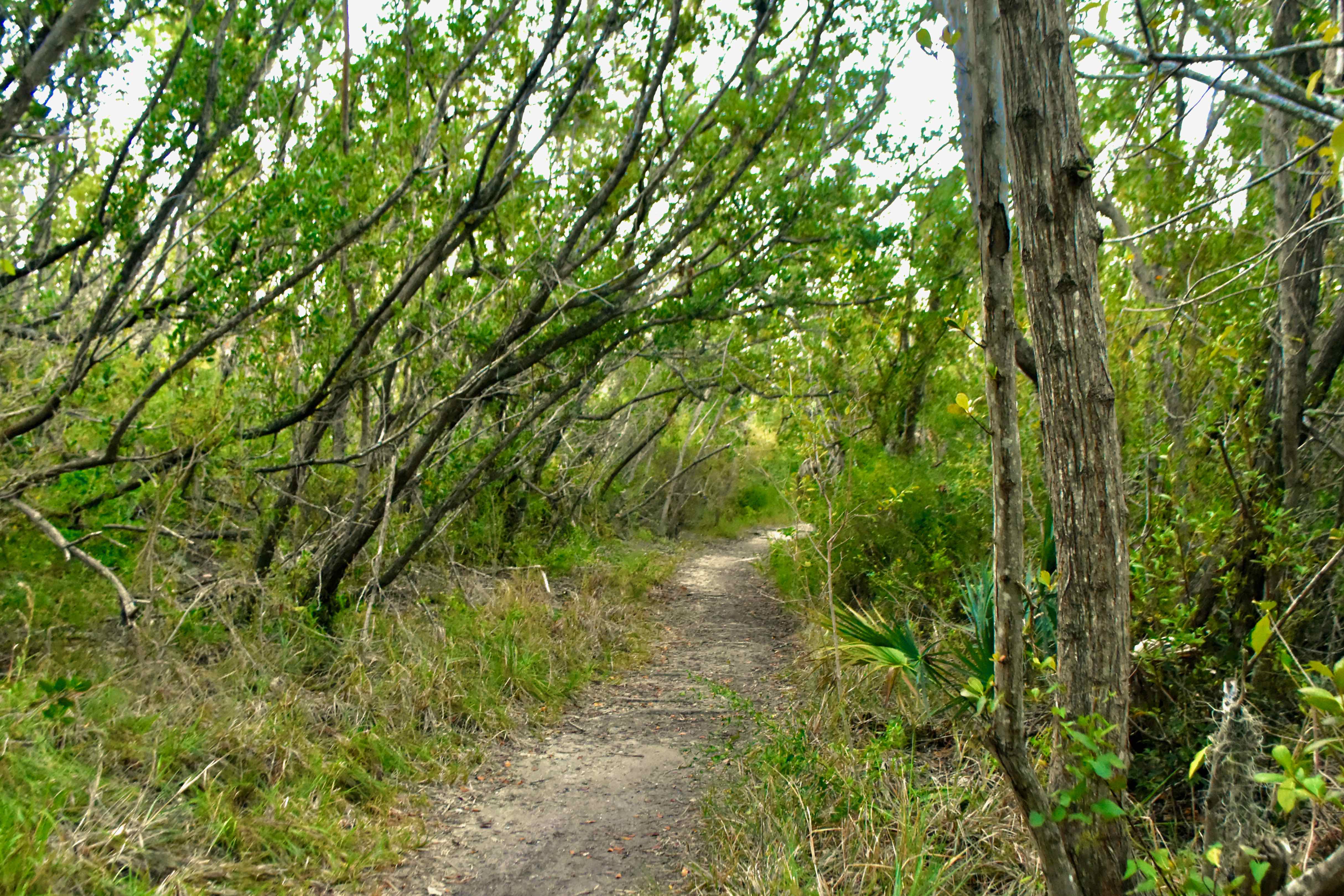 trail through mangroves