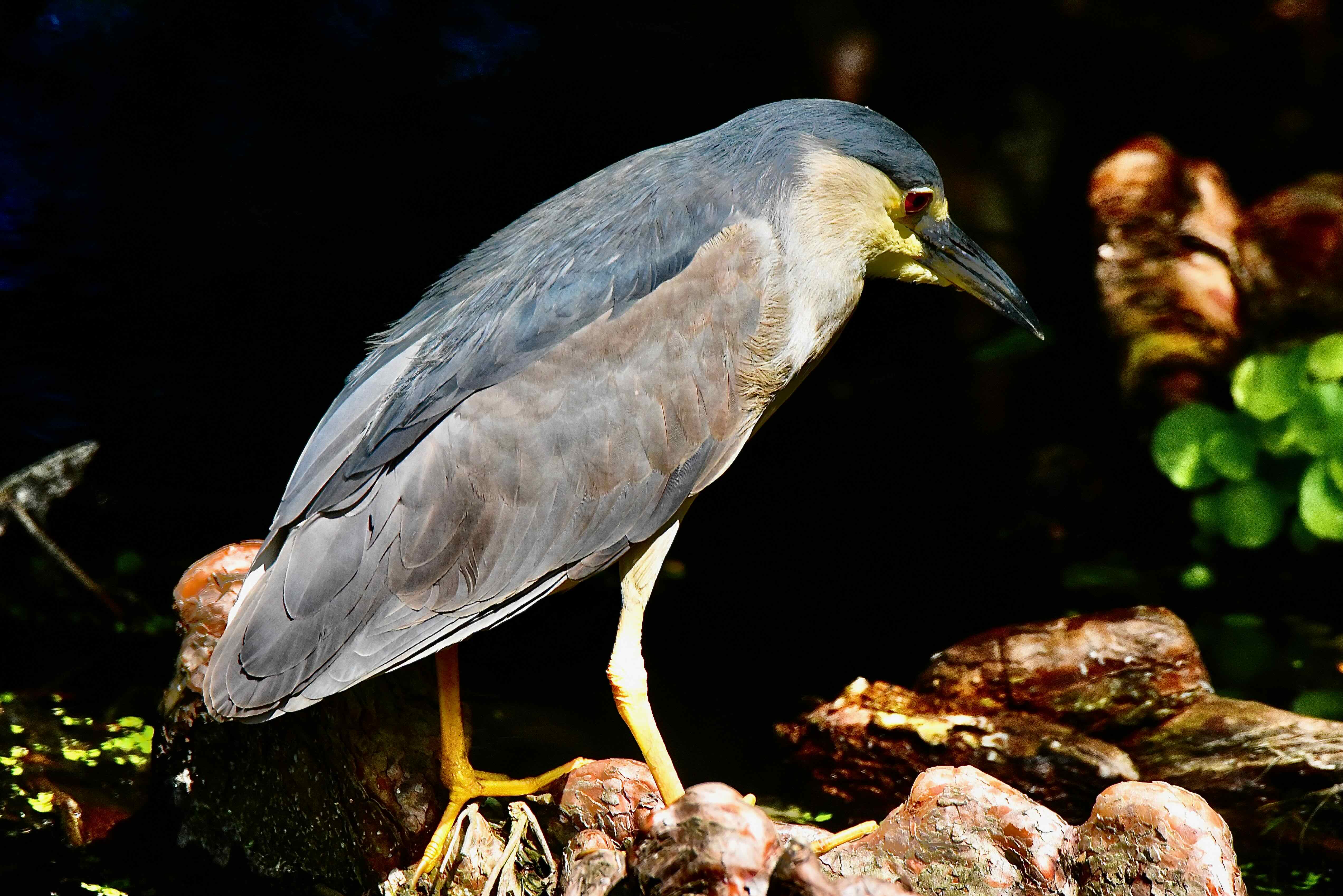 black-crowned night heron