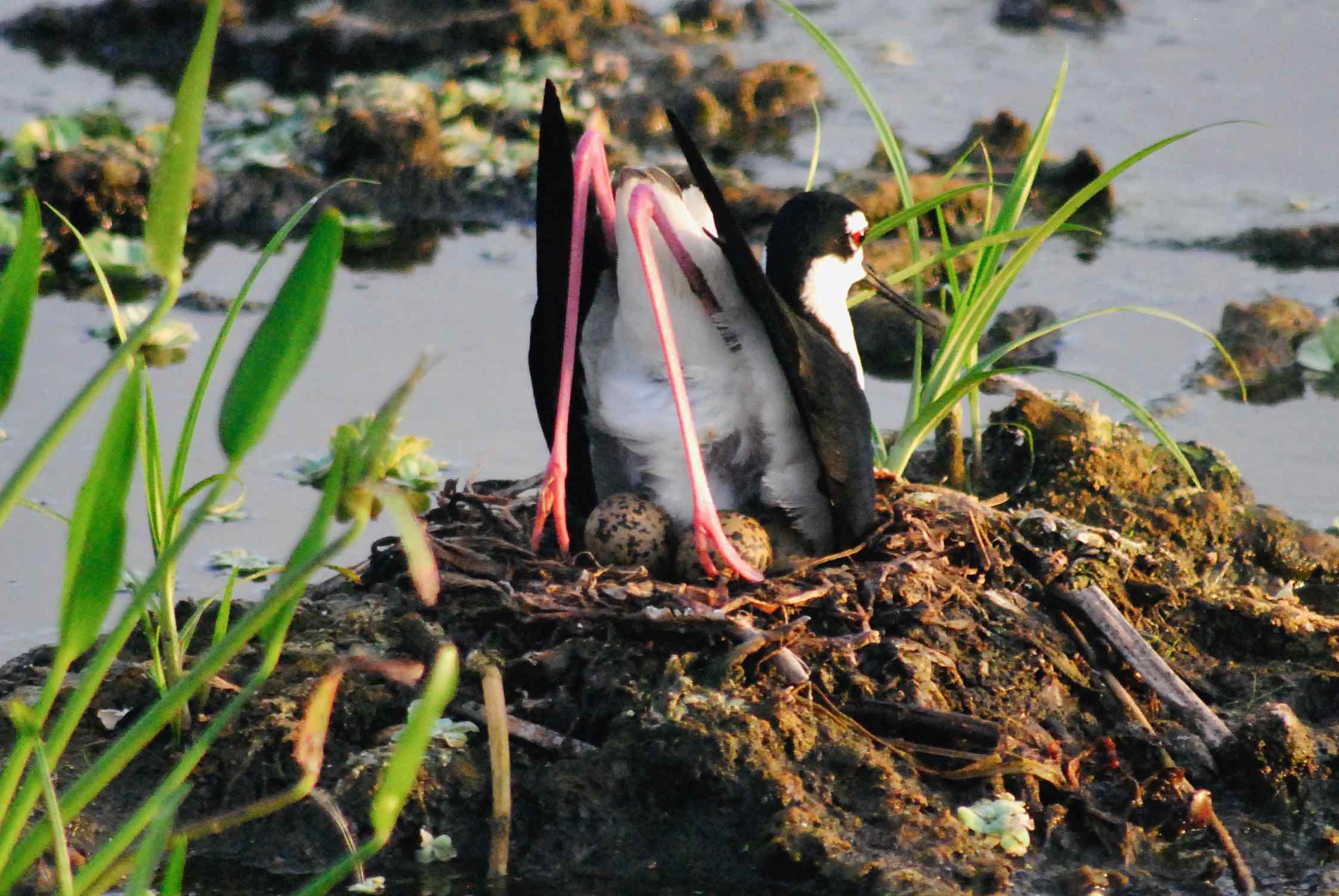 black-necked stilt and eggs