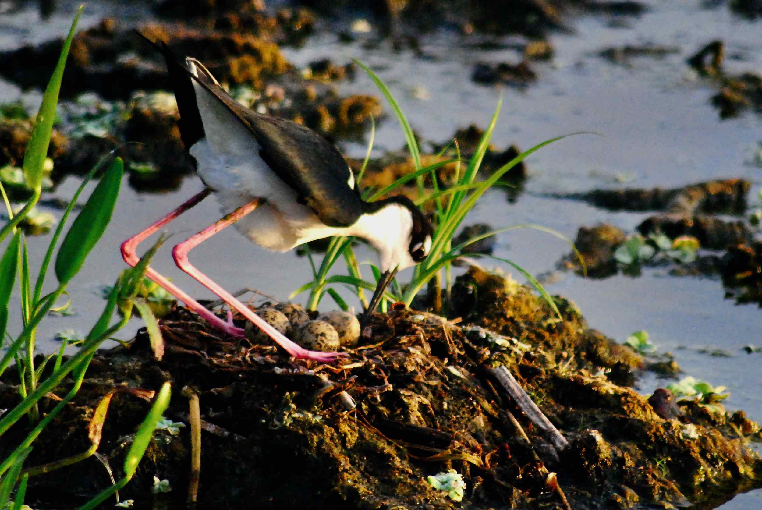 black-necked stilt over eggs