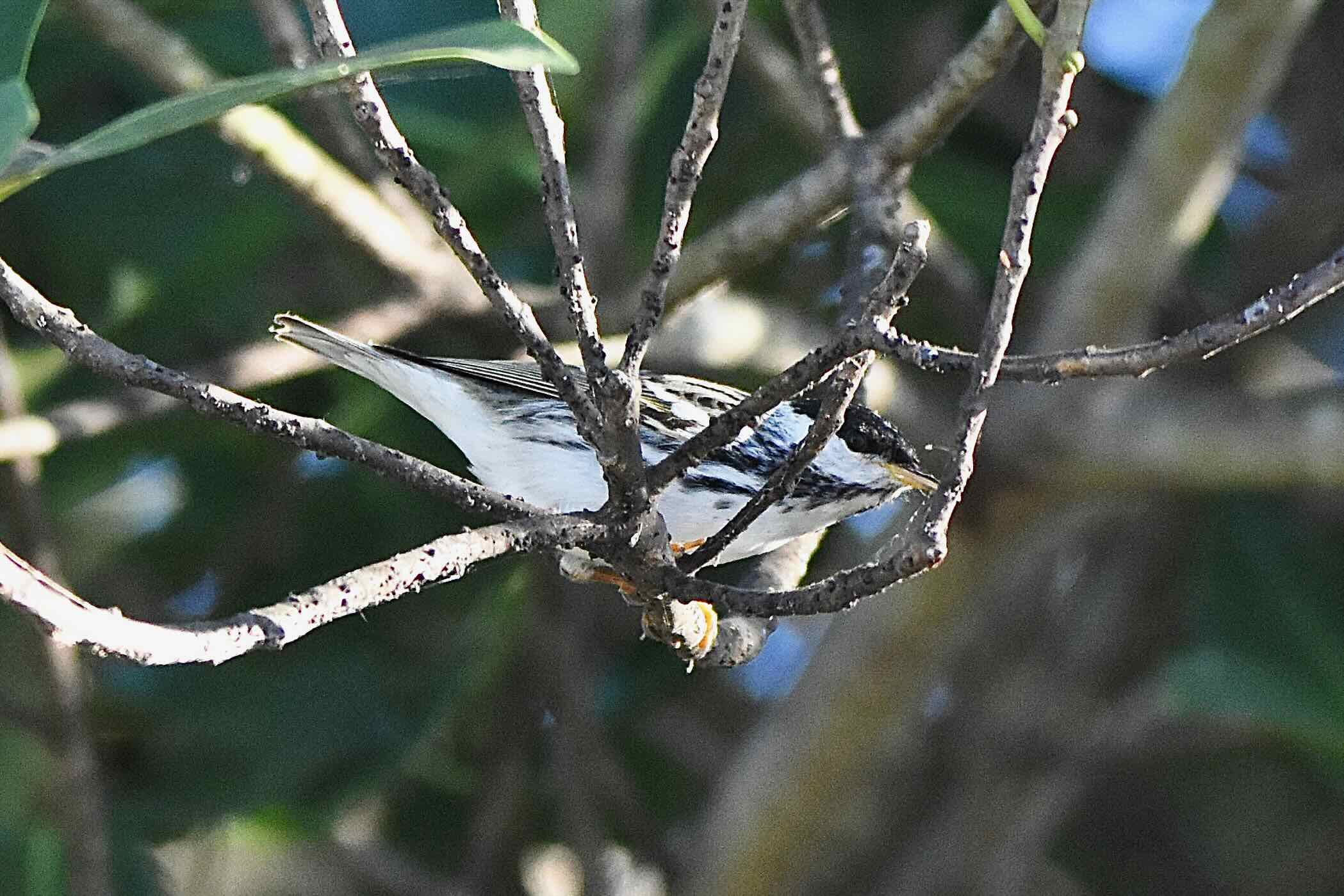 black poll warbler