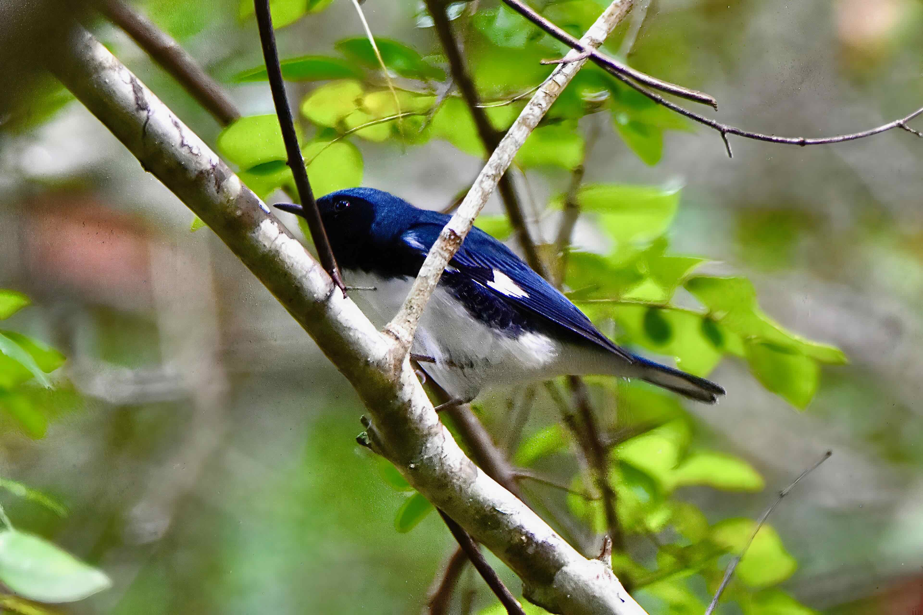black-throated blue warbler