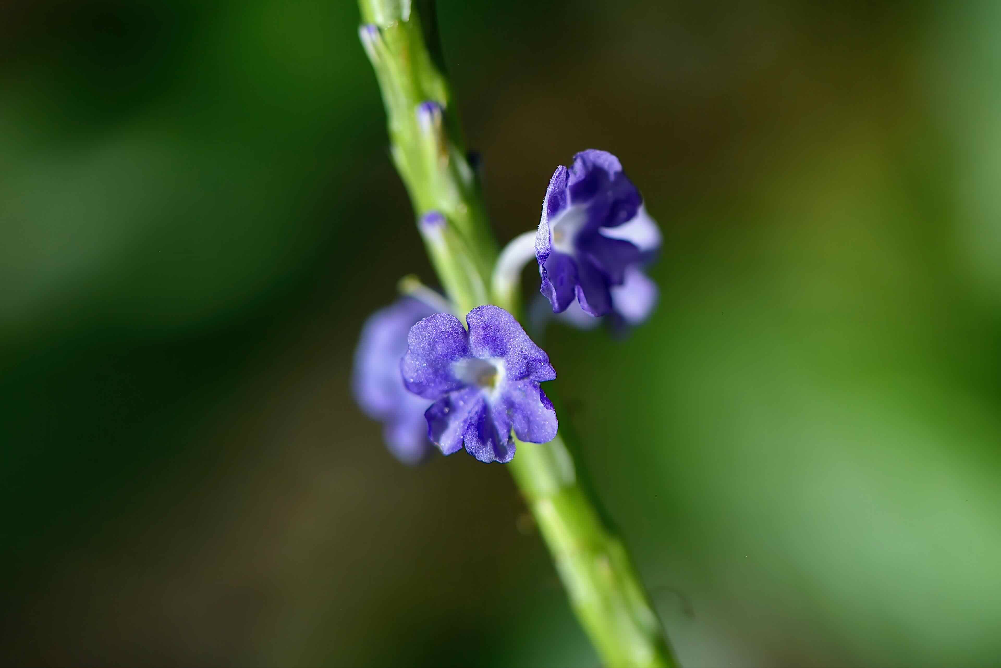 blue porterweed