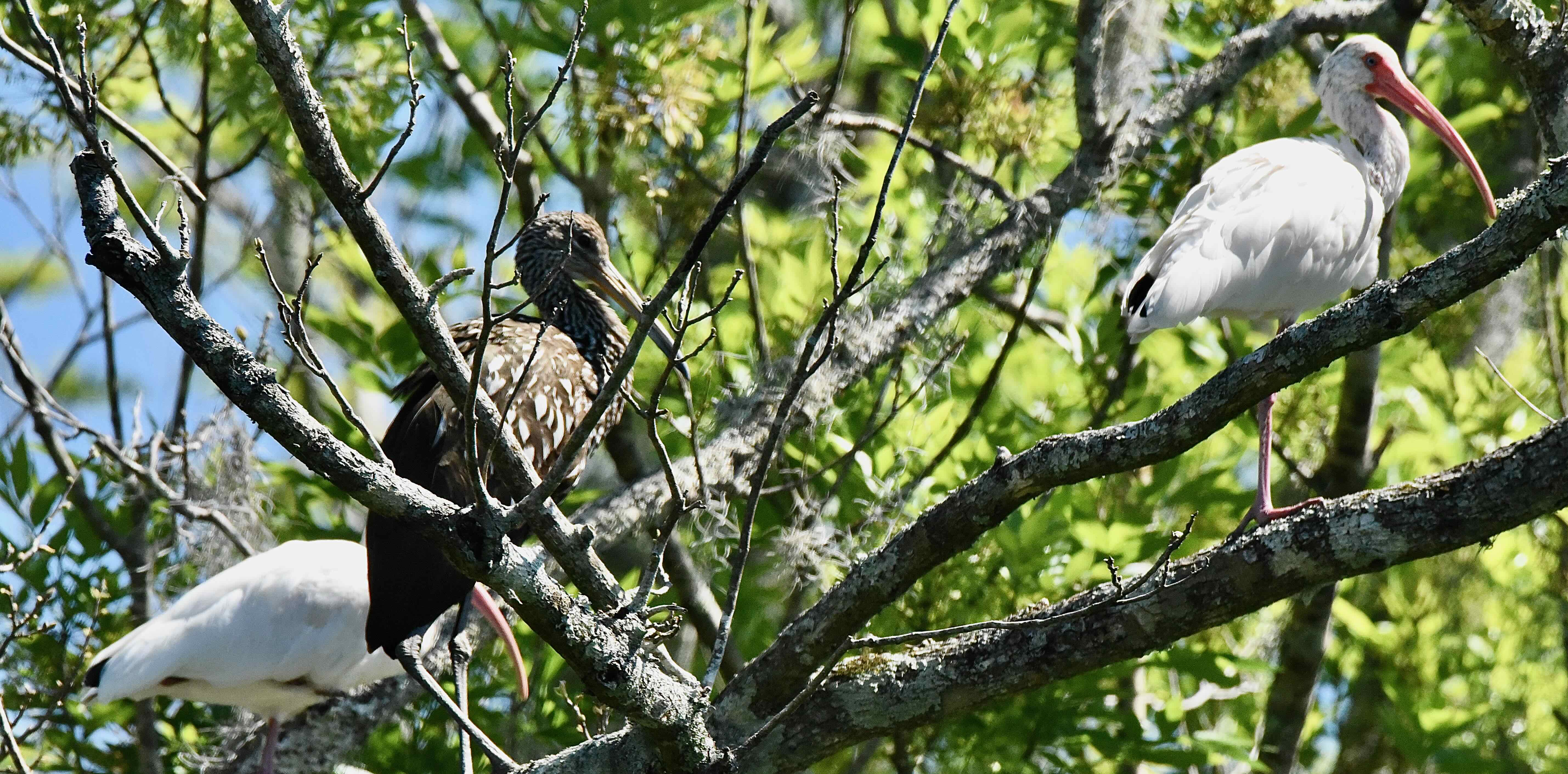 limpkin and ibis