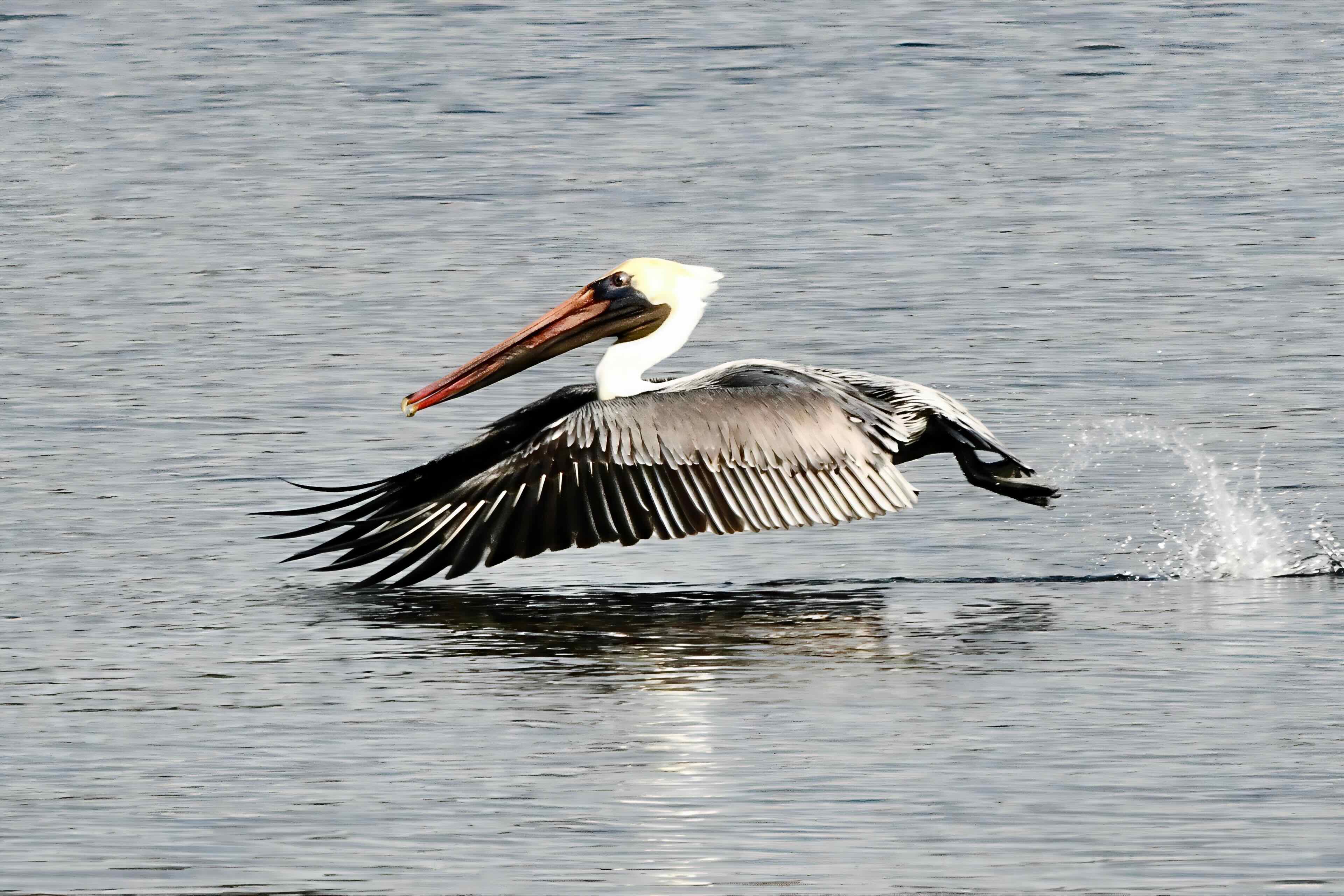 brown pelican