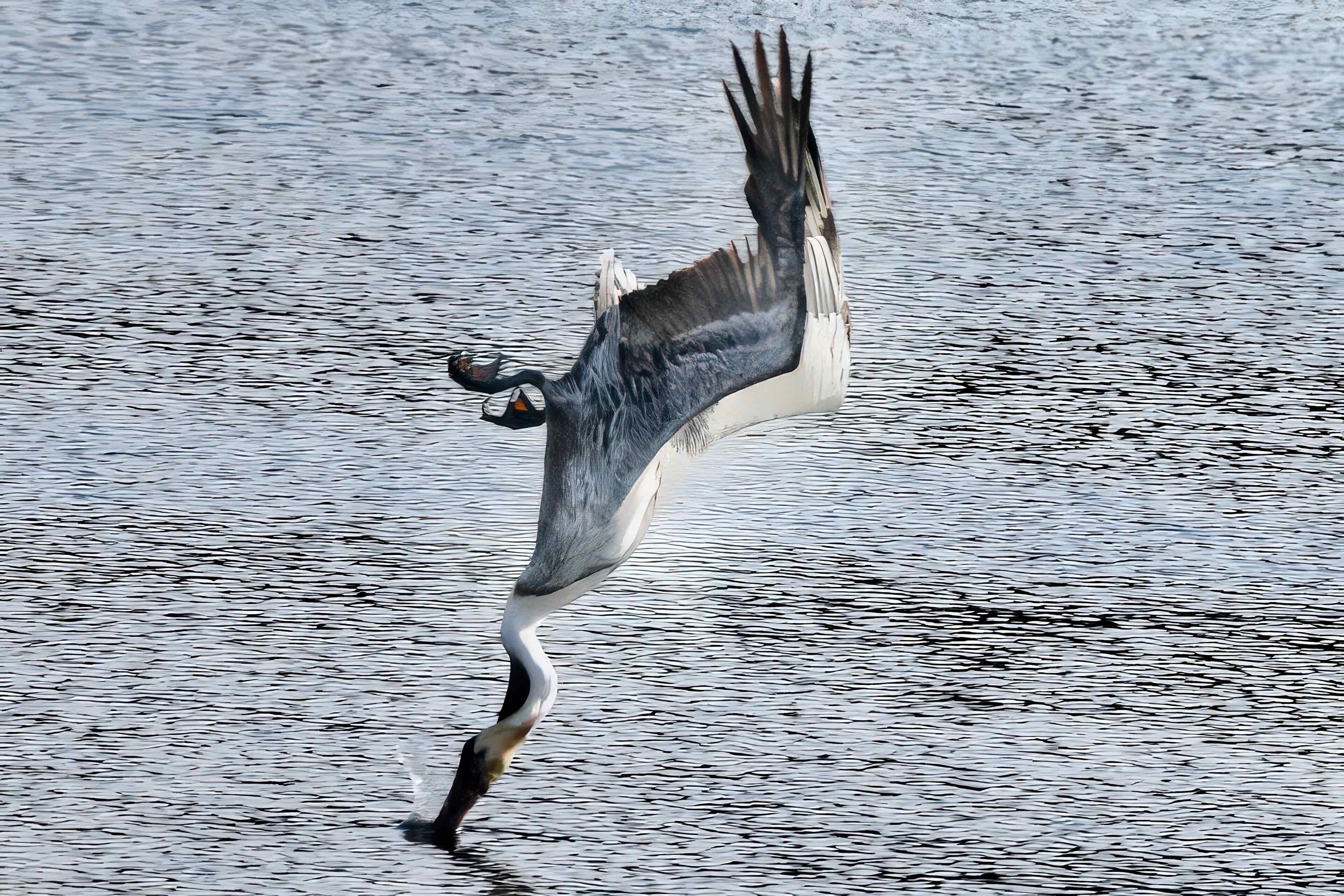 diving brown pelican