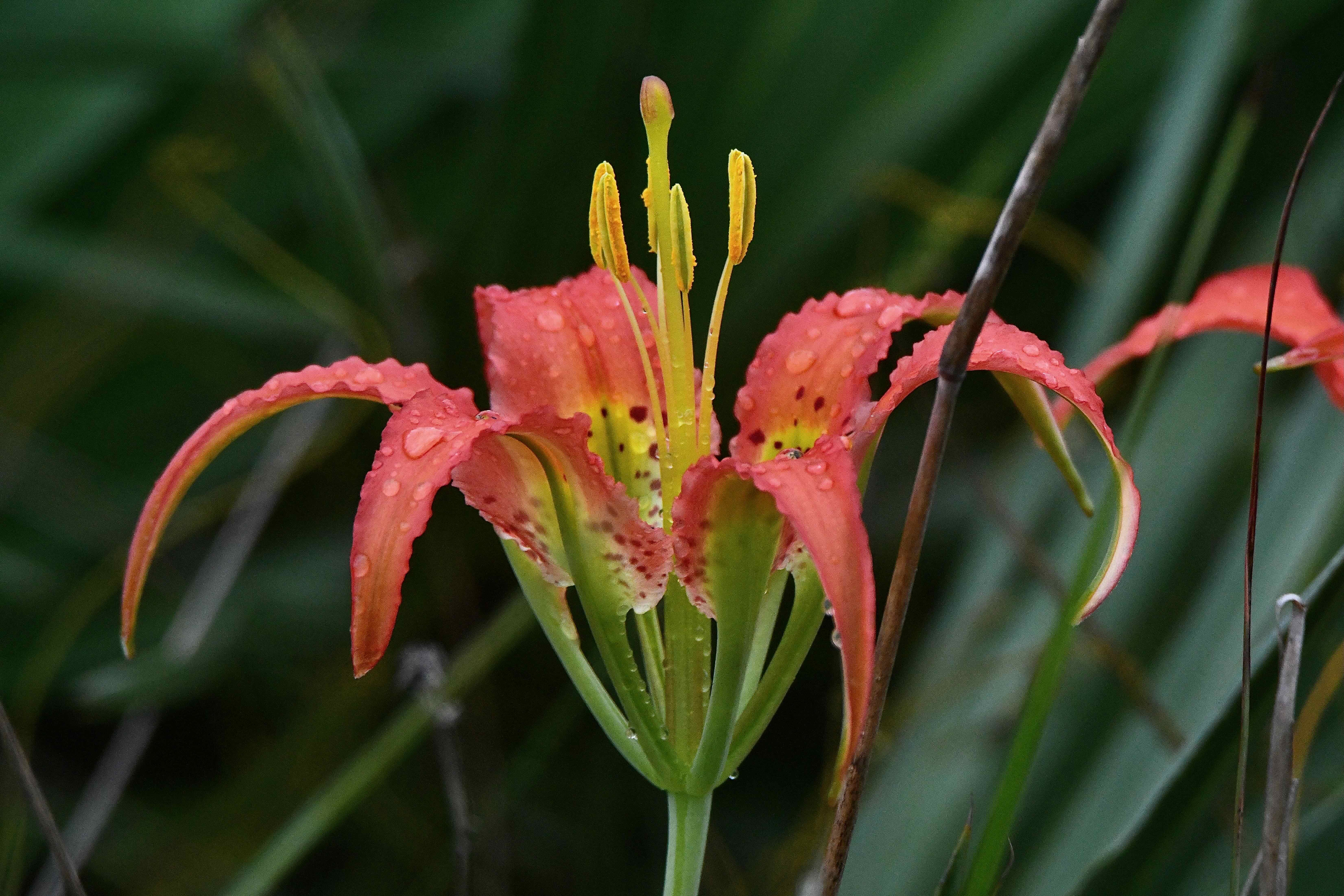 Catesby's Lily