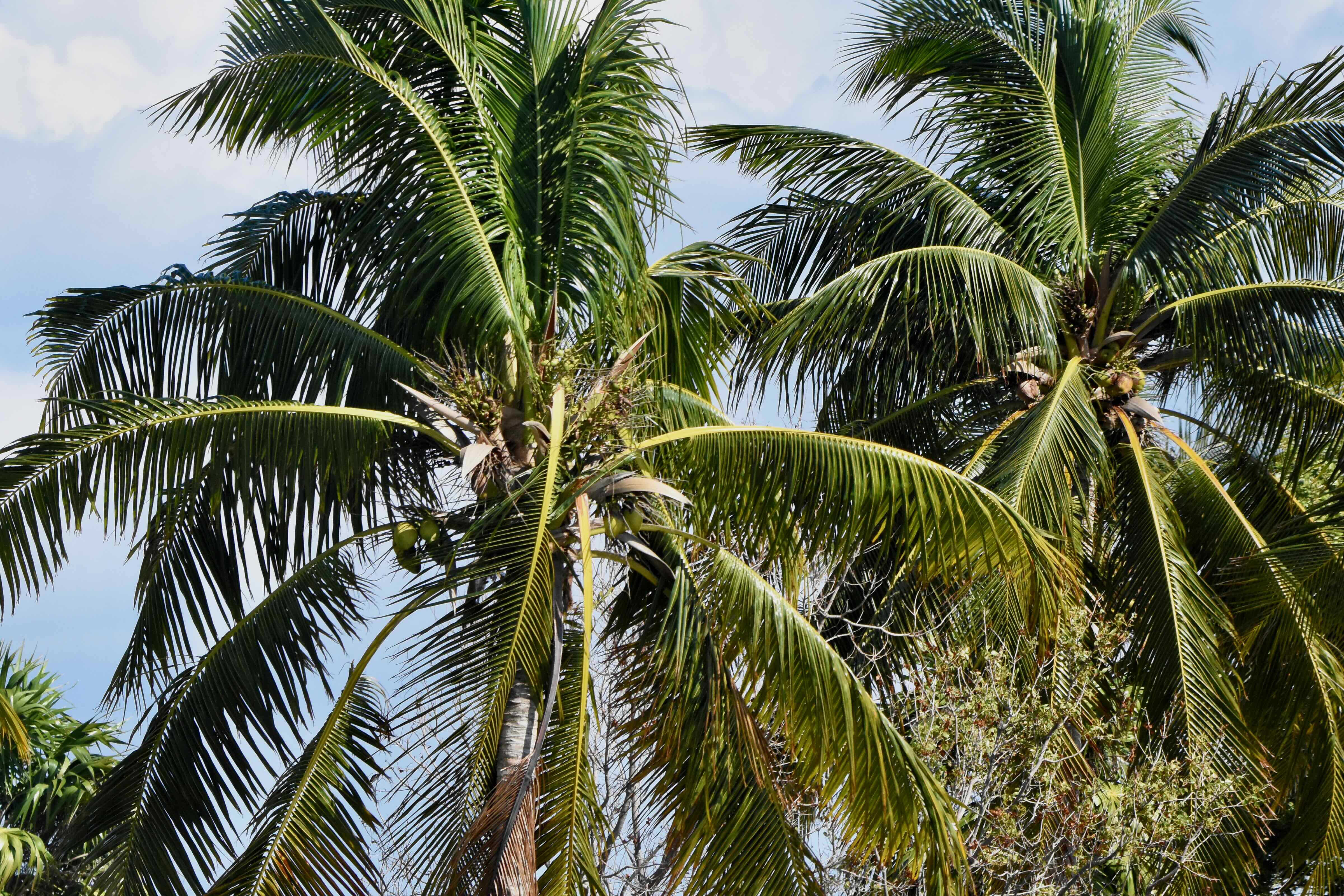 coconut palm