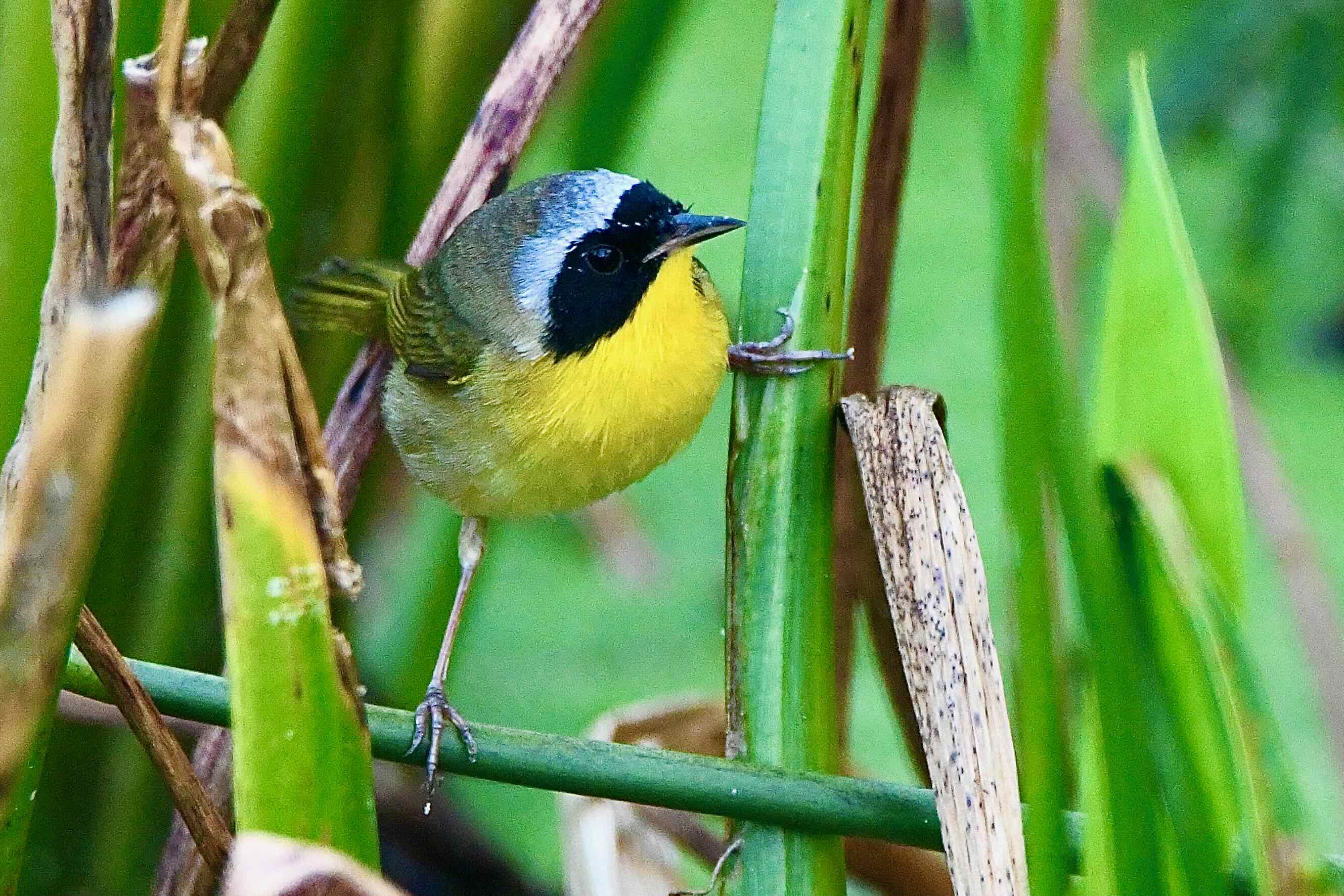 common yellowthroat warbler