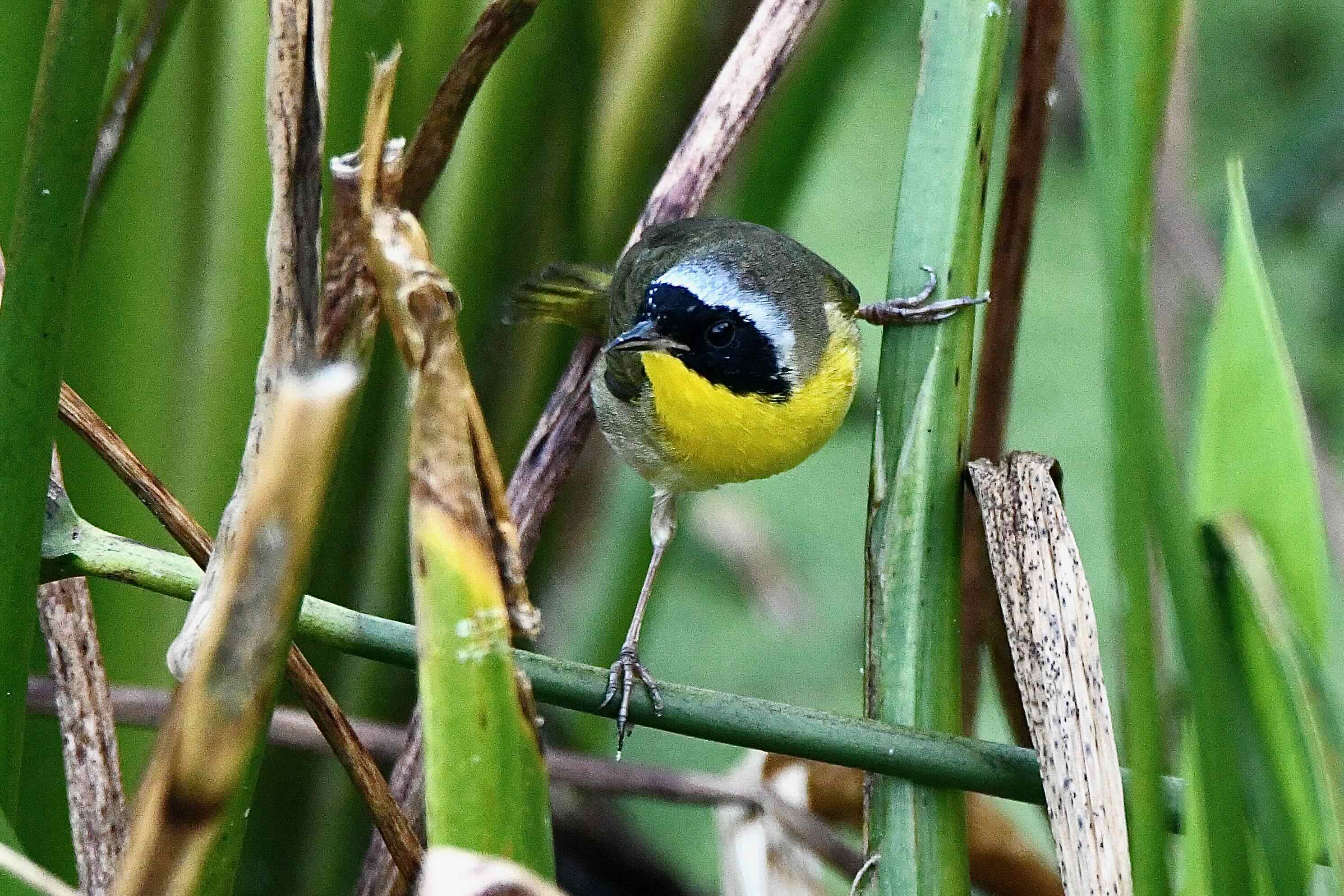 common yellowthroat warbler