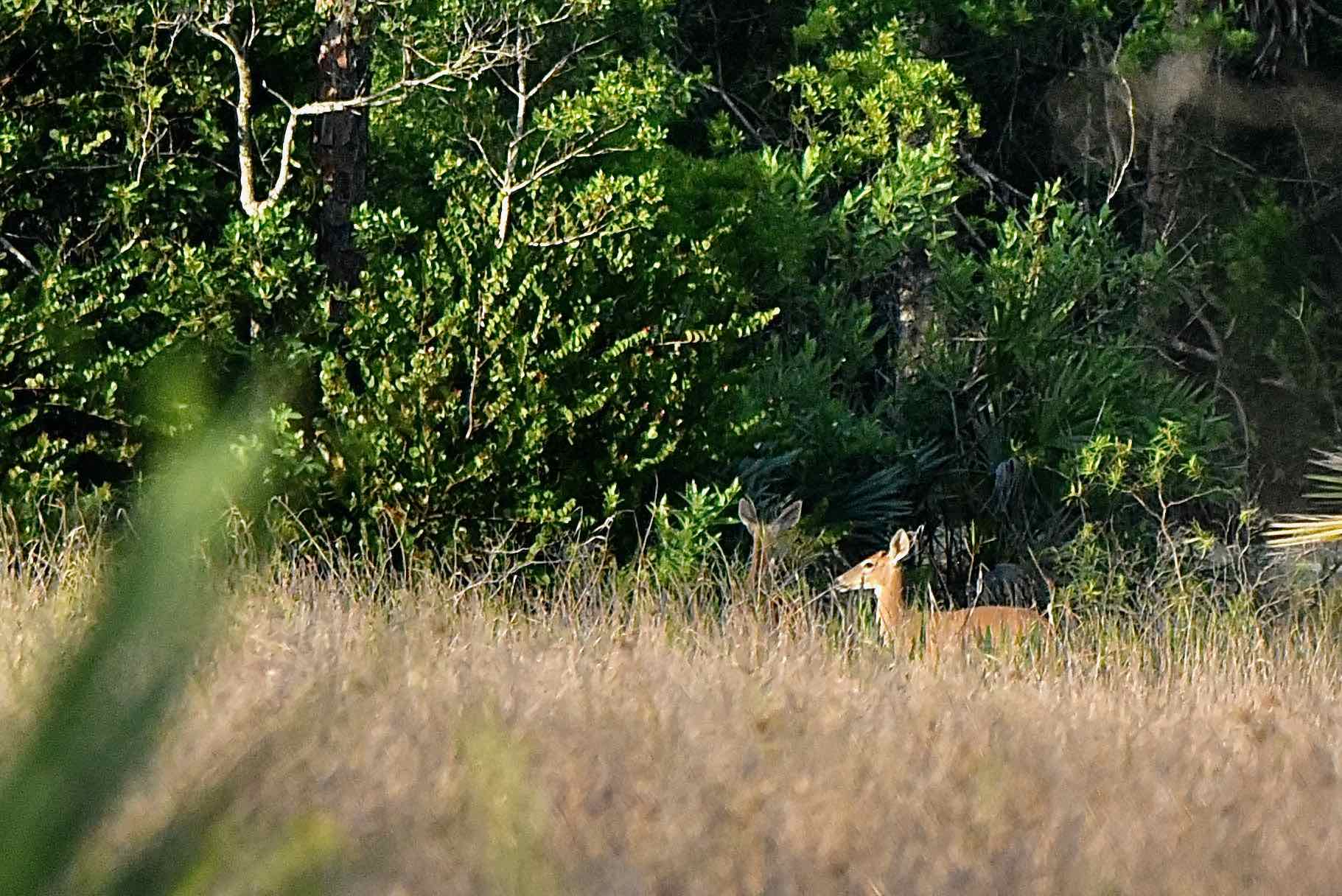 deer