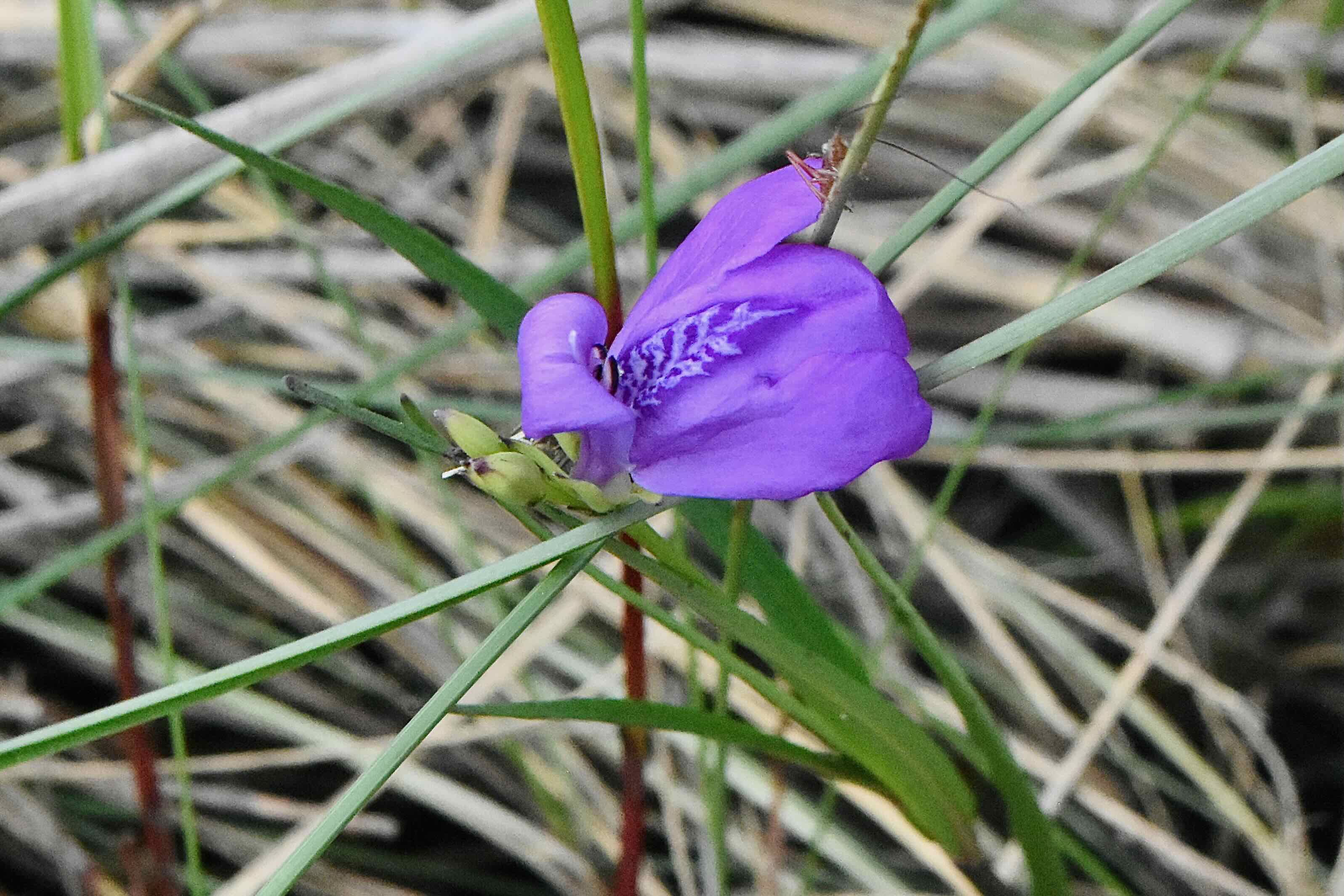 narrow-leaved waterwillow