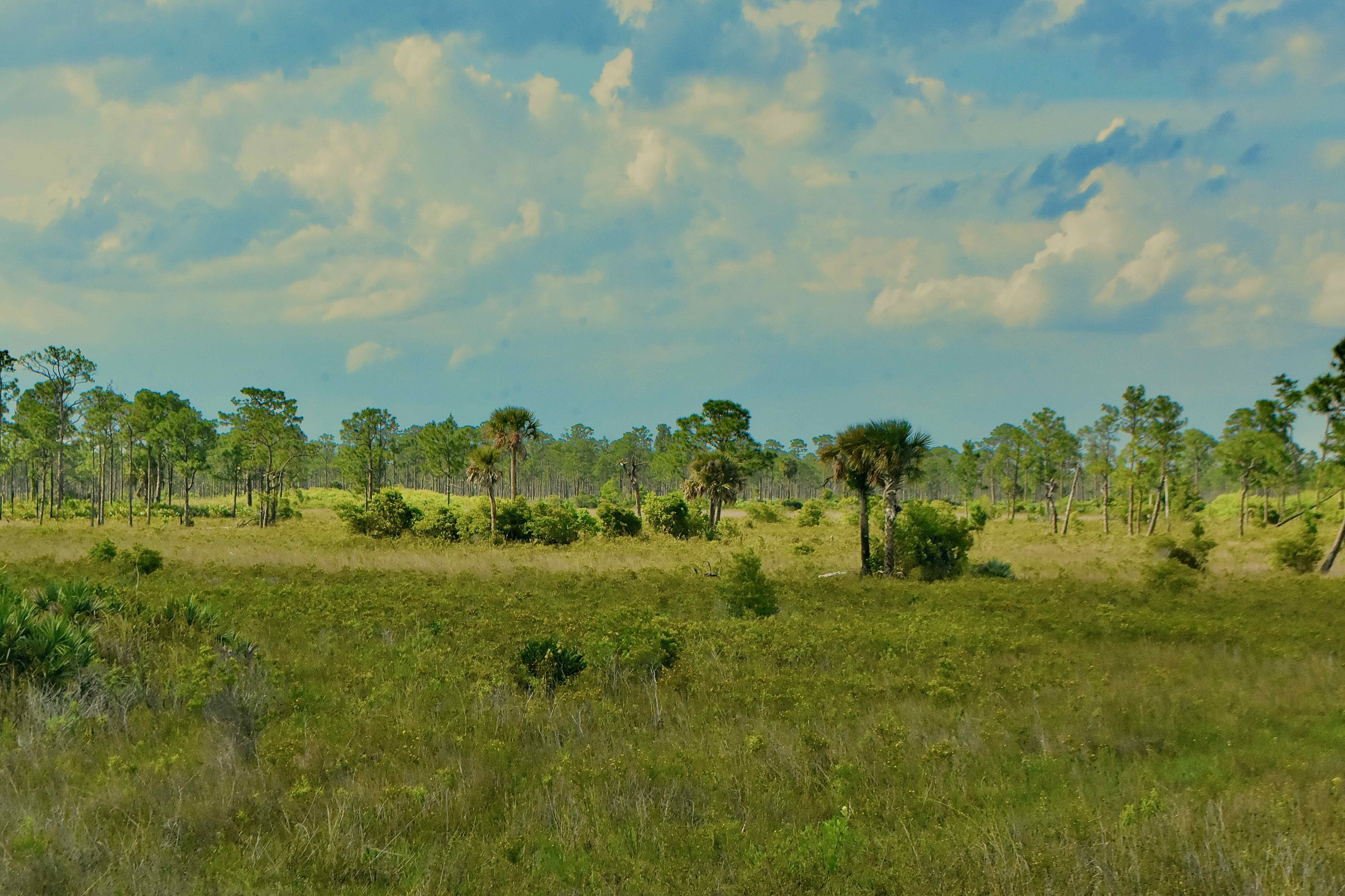 open plain